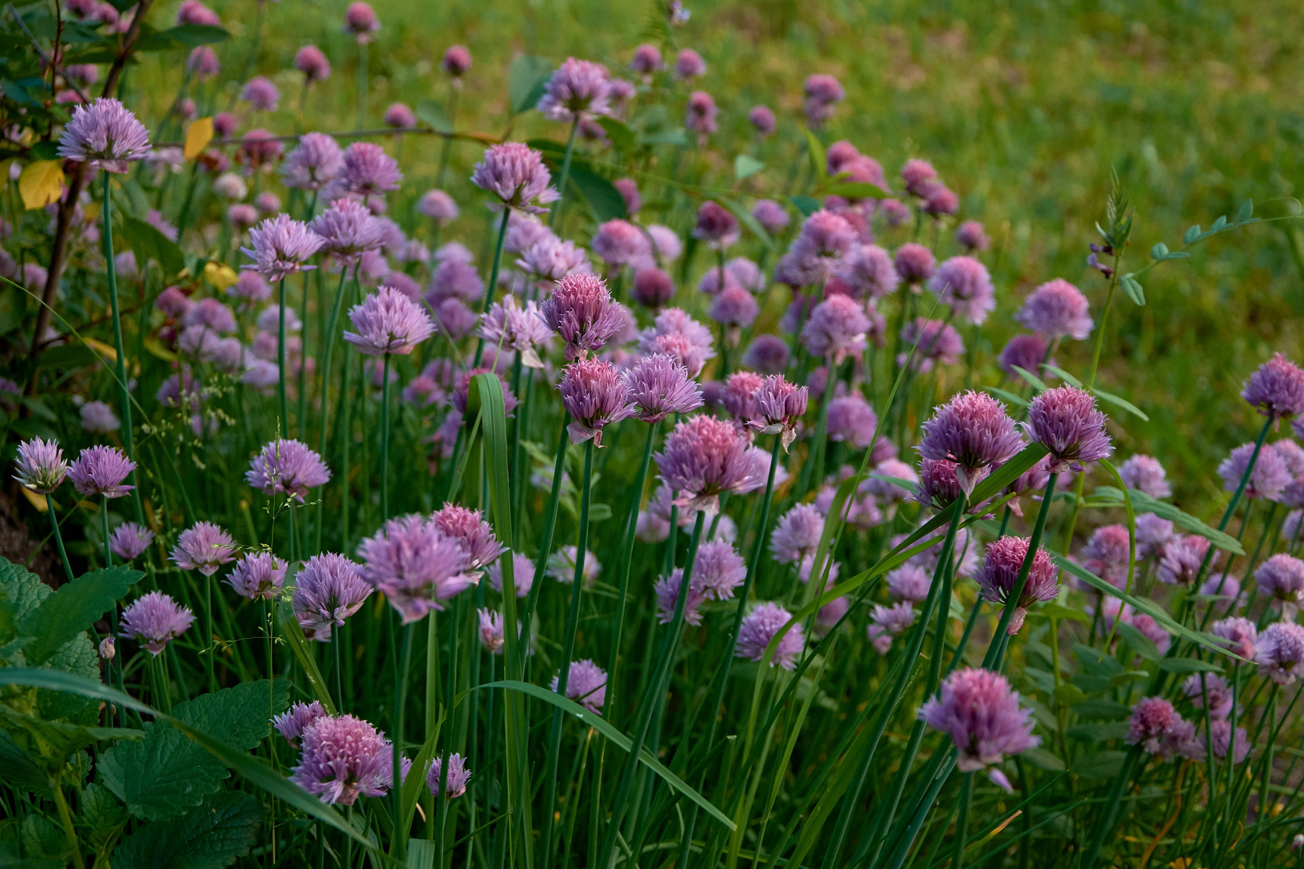 Ольга Чёкотова (Фотограф Кострома)