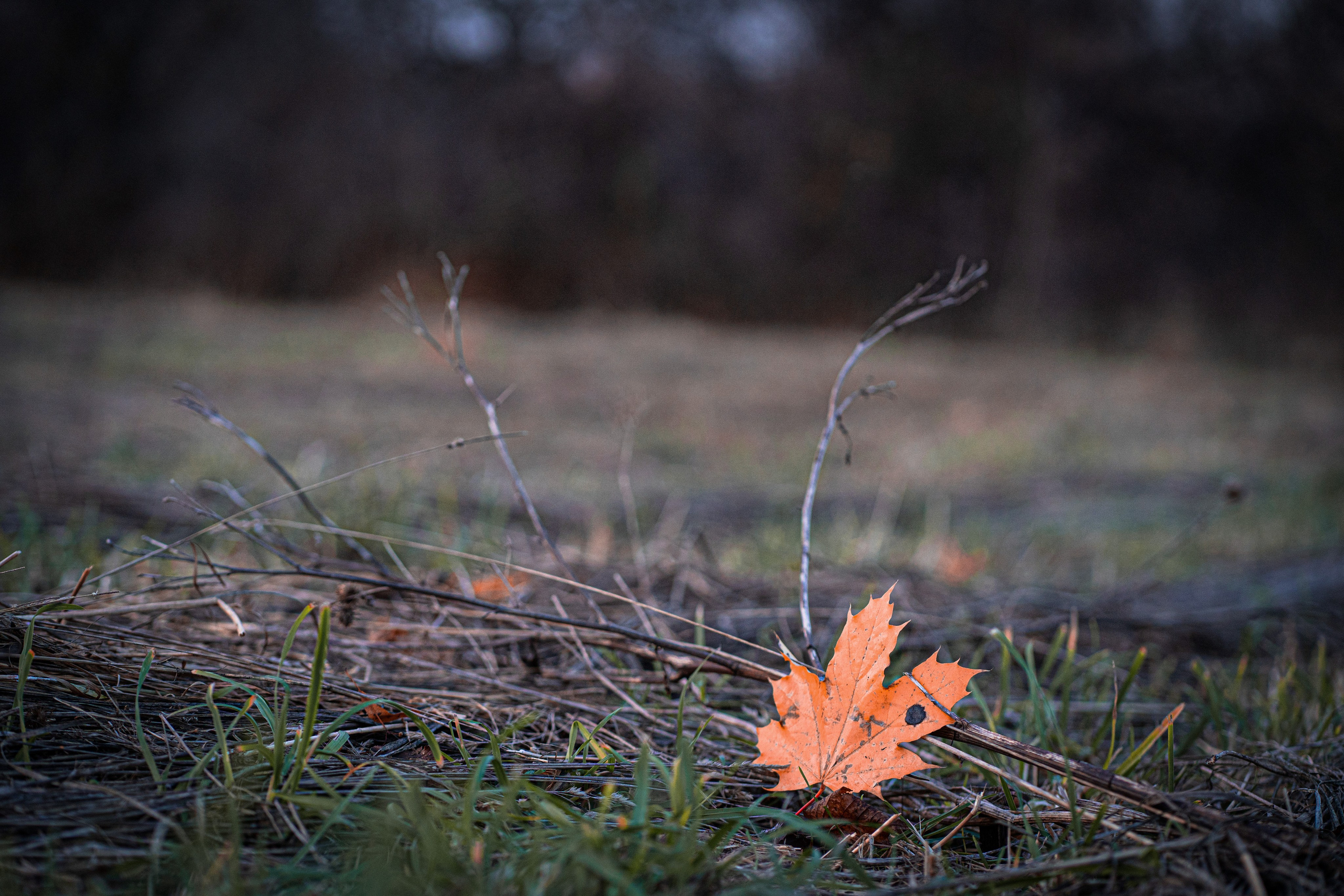 Маленькая девочка со взглядом волчицы. Семейный и детский фотограф Ирина Ильиных-Вольная в Москве и не только