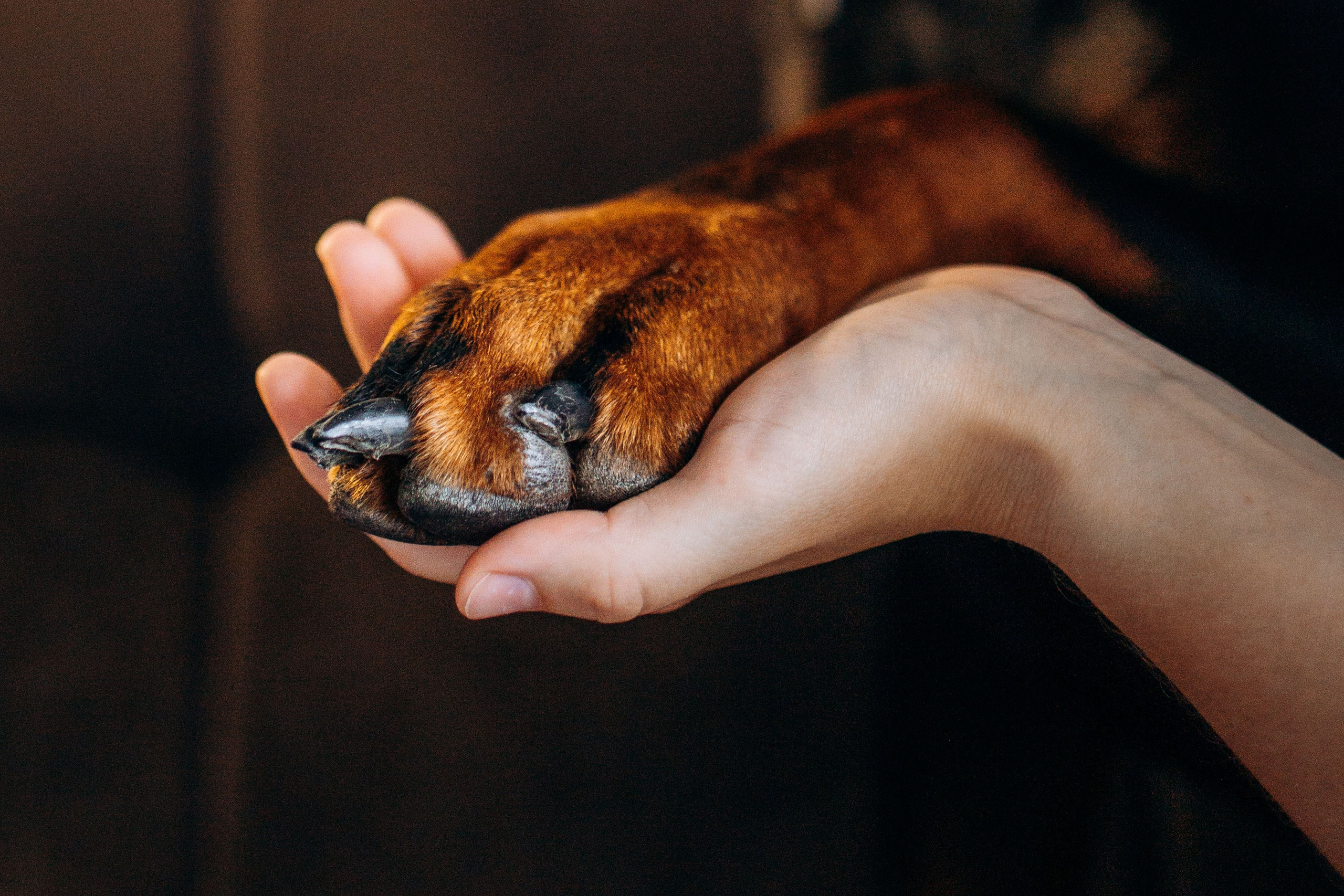 Катя и Конор