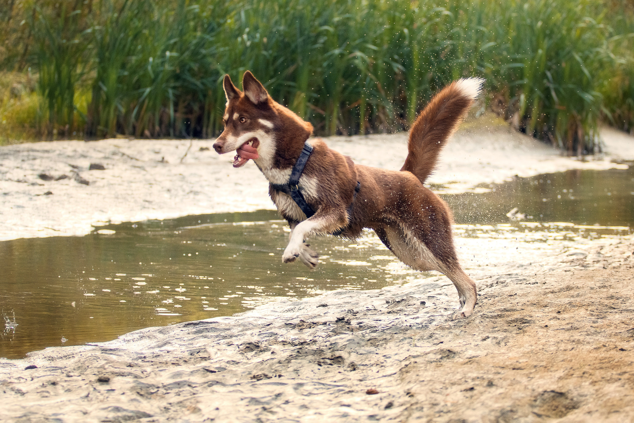 Светлана и Тисэ. YULA KOLESOVA | Фотограф — Анималист | Художник | Тюмень