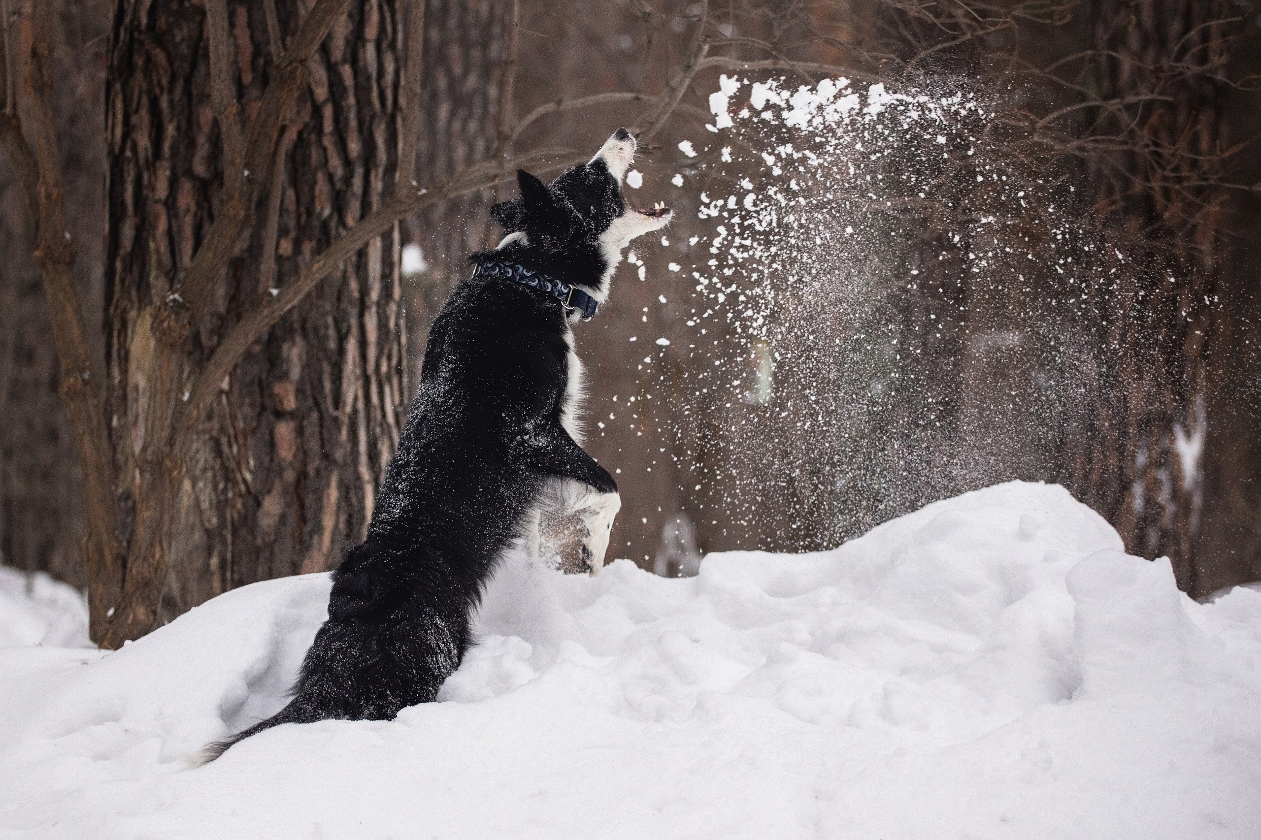 Арина и Грейс. YULA KOLESOVA | Фотограф — Анималист | Художник | Тюмень