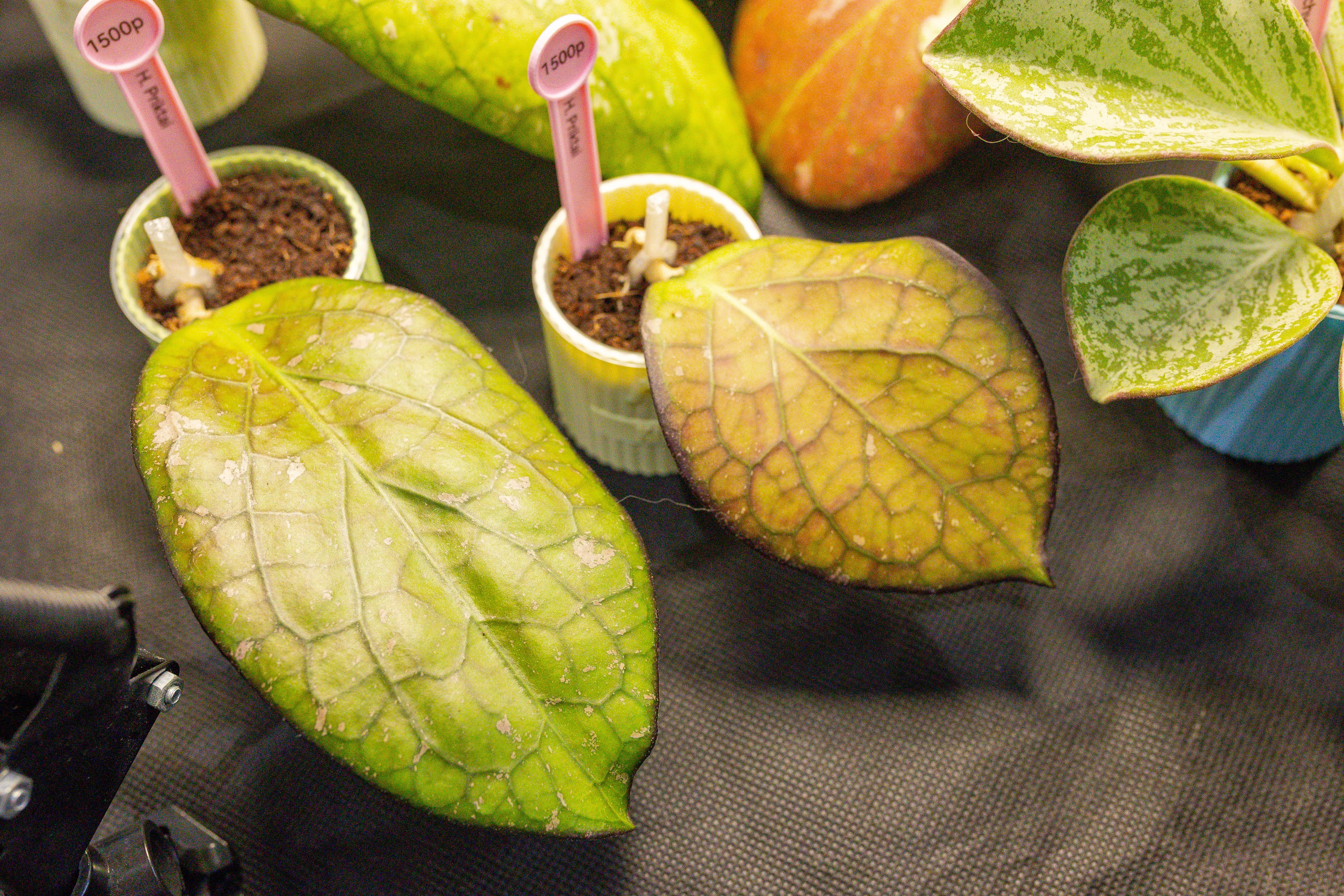 Монстериум 11–12 октября. Александра Куликова фотограф, Москва