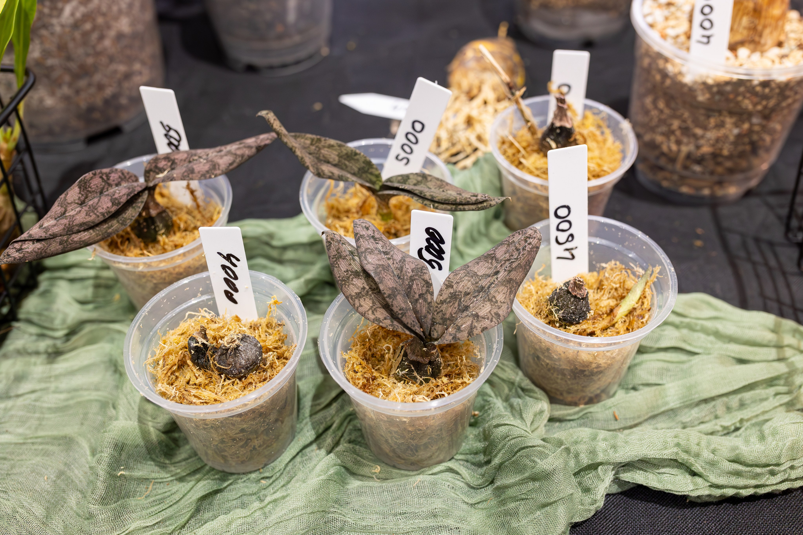 Монстериум 11–12 октября. Александра Куликова фотограф, Москва