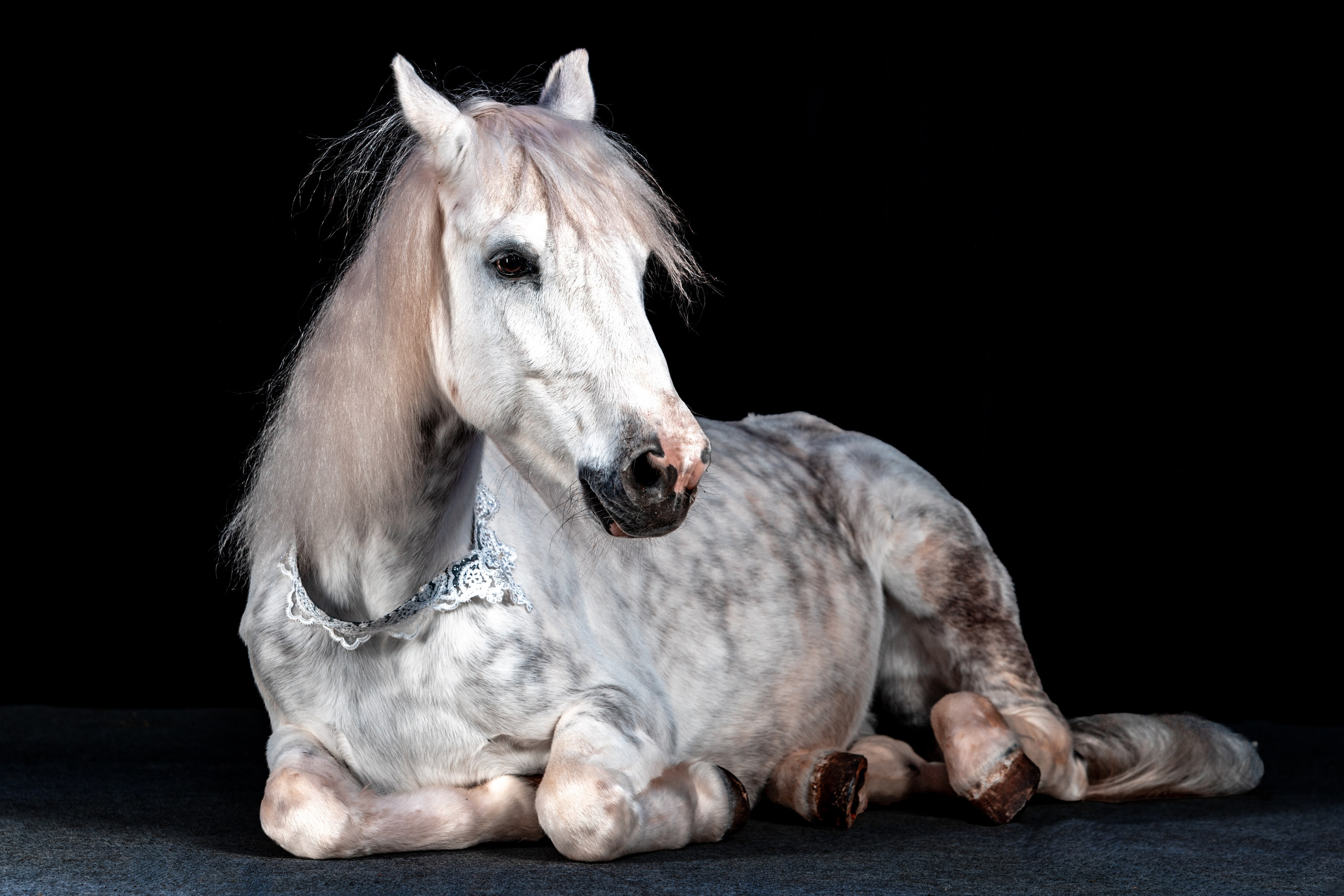 SHUSTOVI/ANIMALS. Sveta GOSHTAUTAS фотограф Пермь