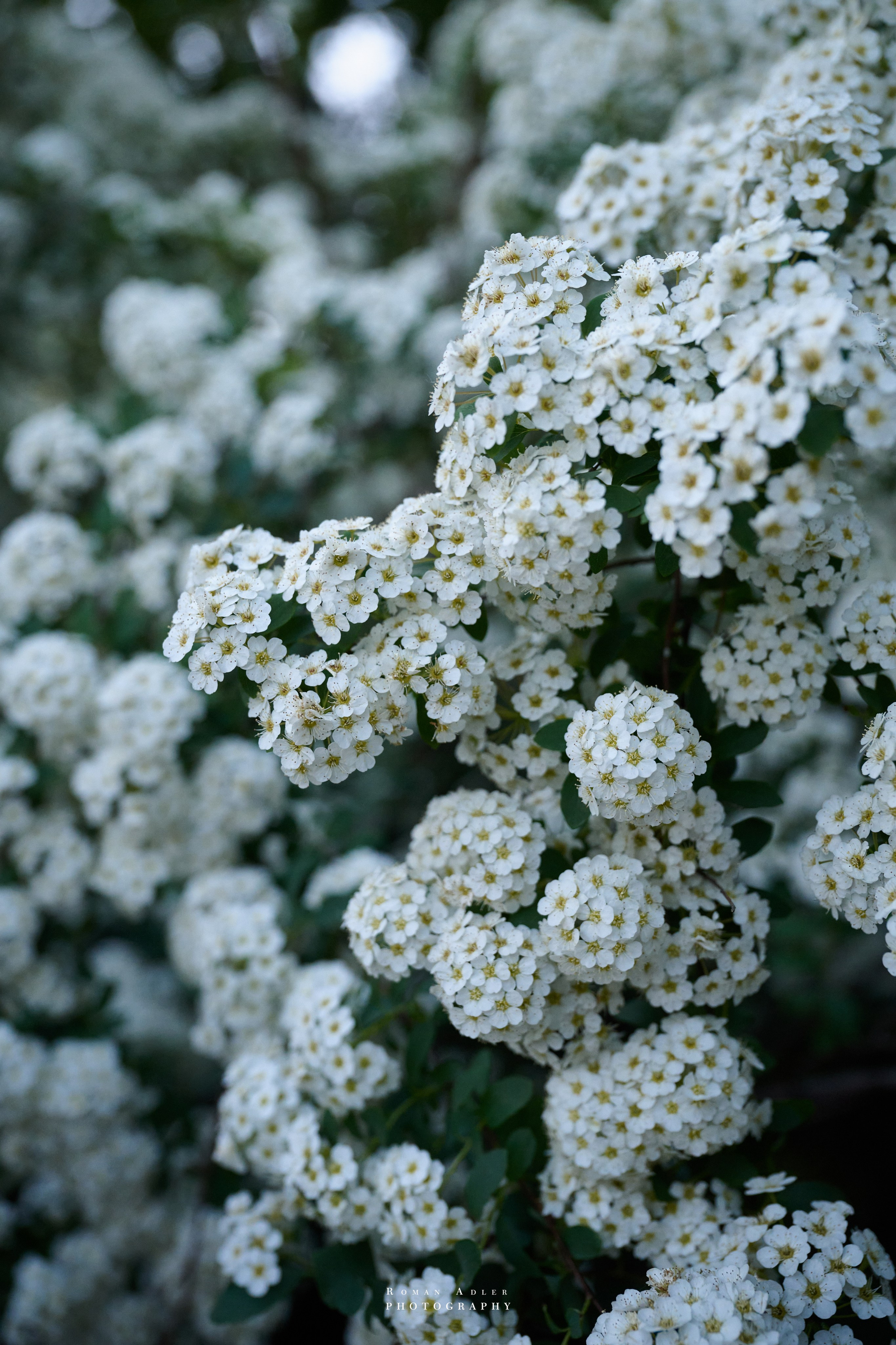 Воронеж. Май 2025. Фотограф Роман Адлер