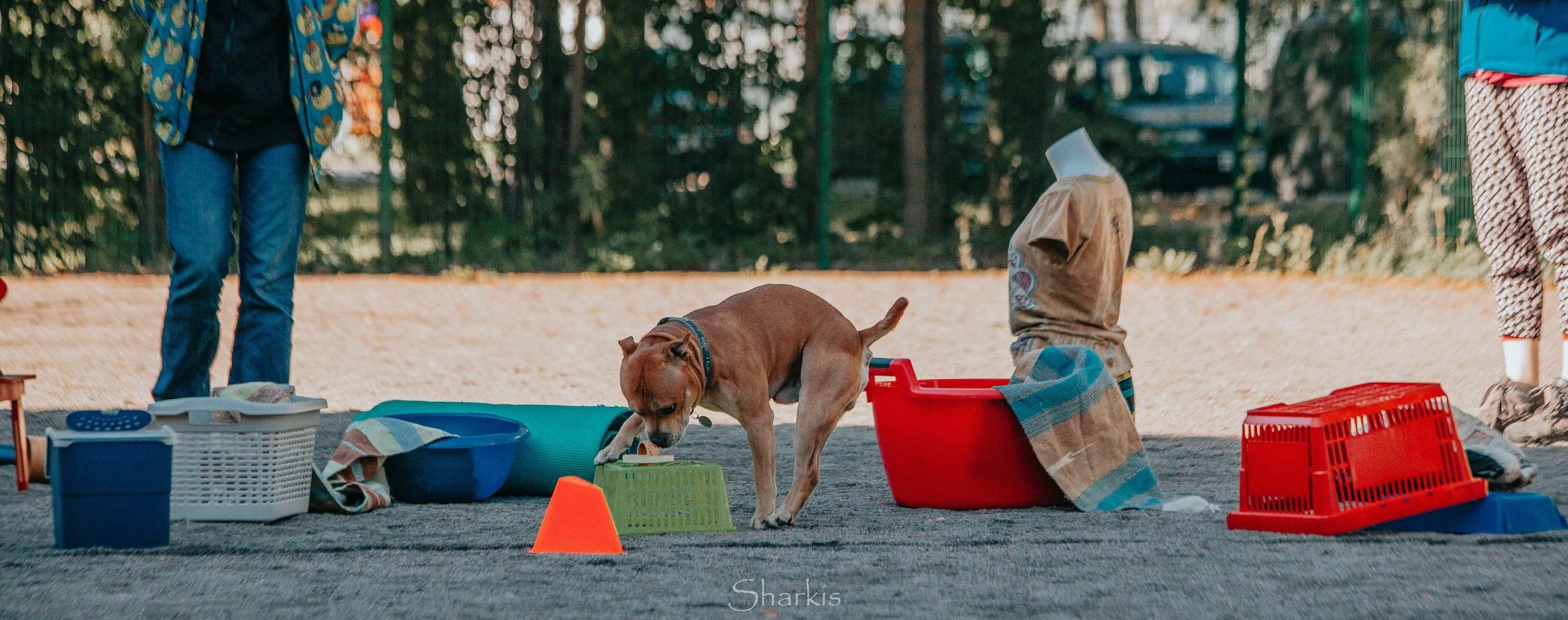 Шмель. BLGKV питомник собак
