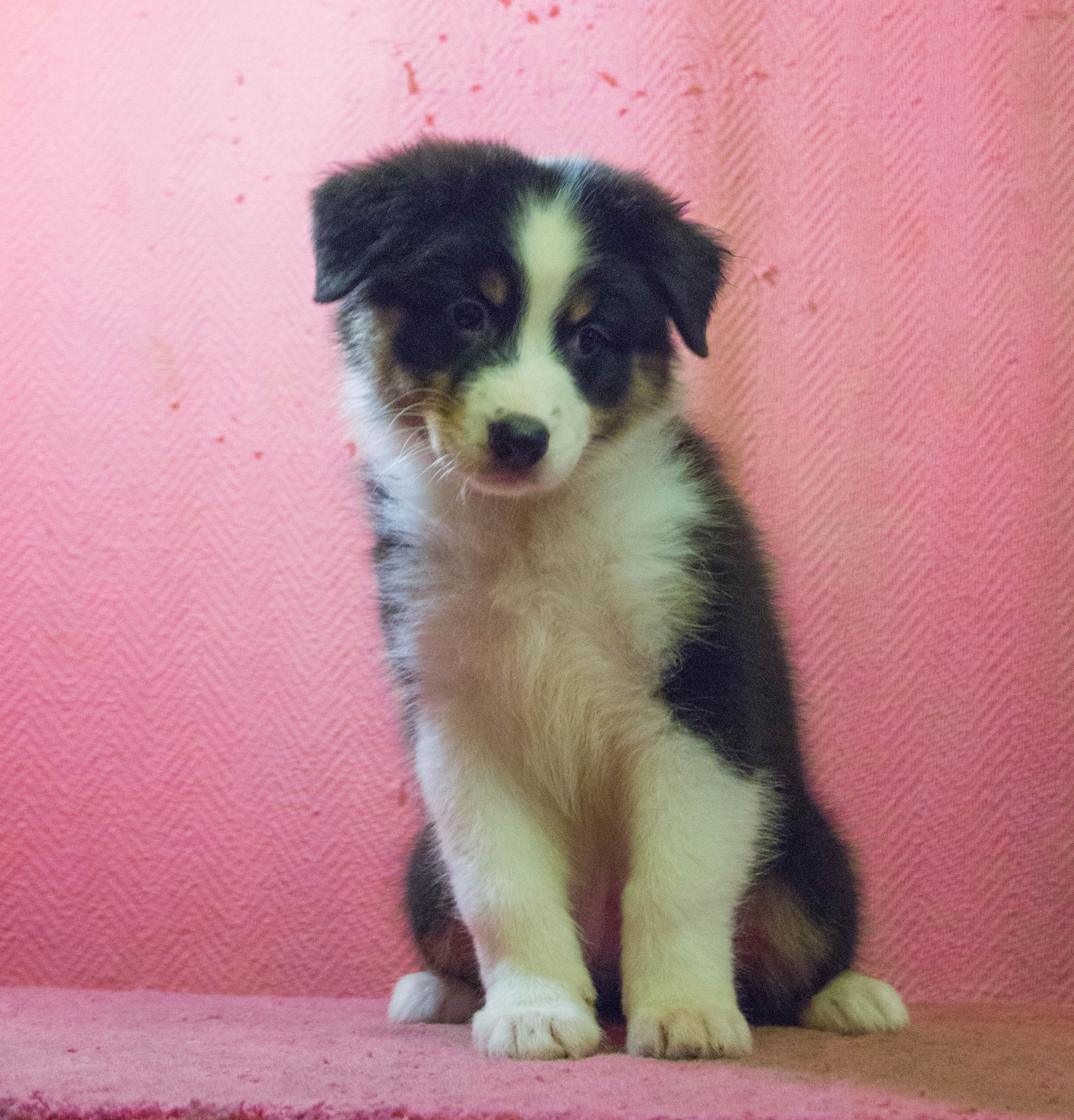 Рыся. BLGKV питомник собак