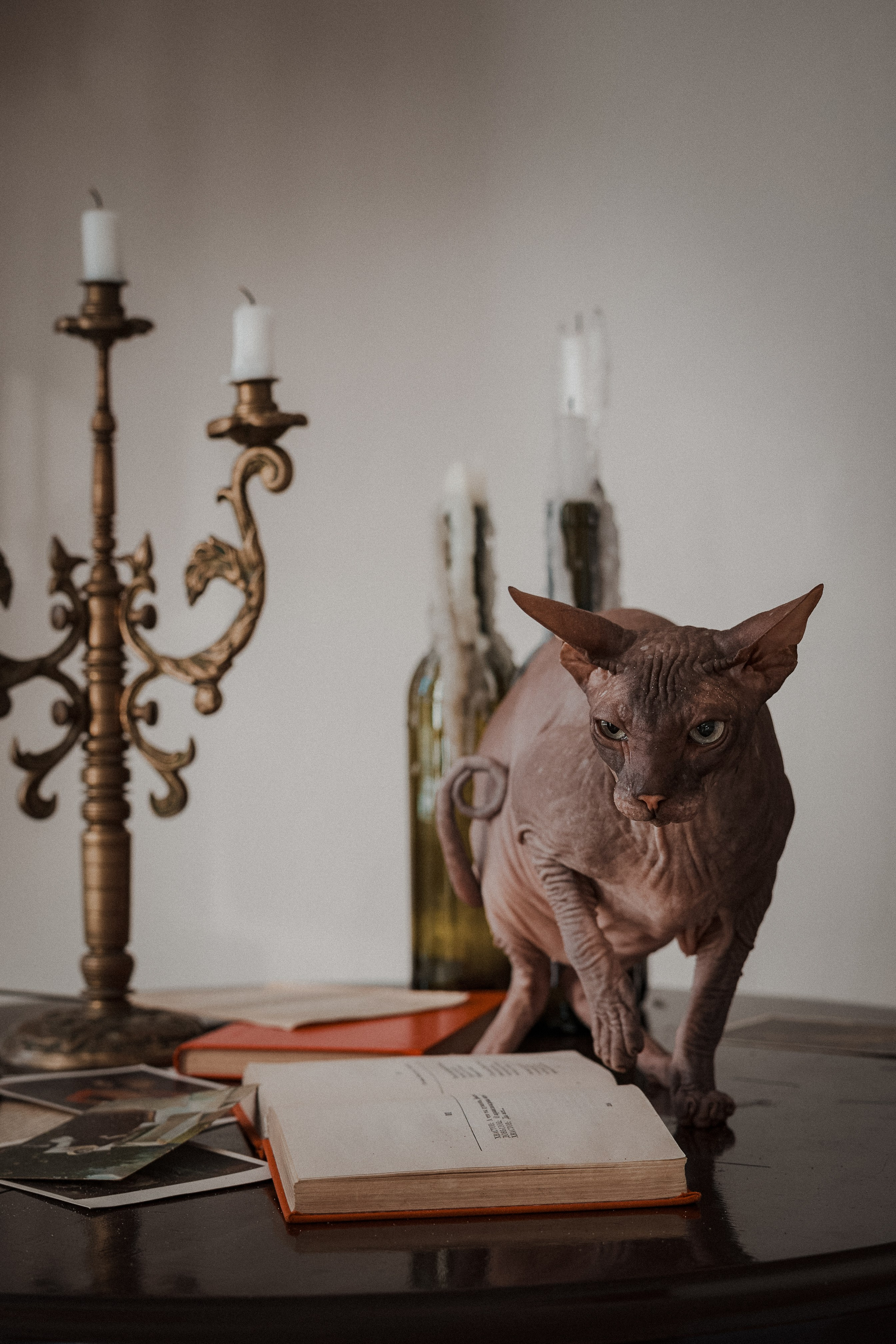 Мария, коты Рамсик и Вася. Фотограф анималист в Казани Алина Сулейманова. Фотограф животных