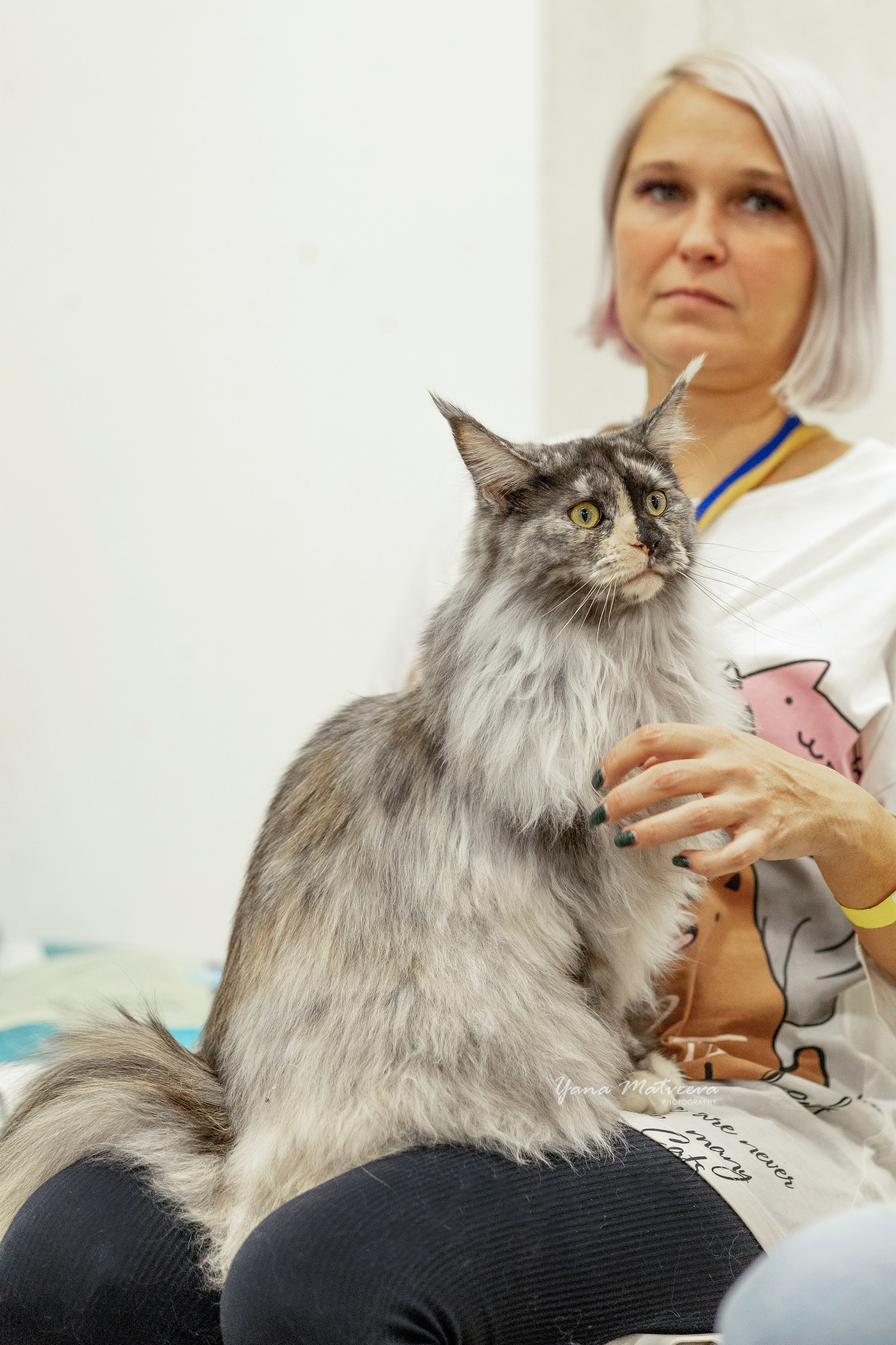 Кошки. Фотограф Яна Матвеева в Ижевске