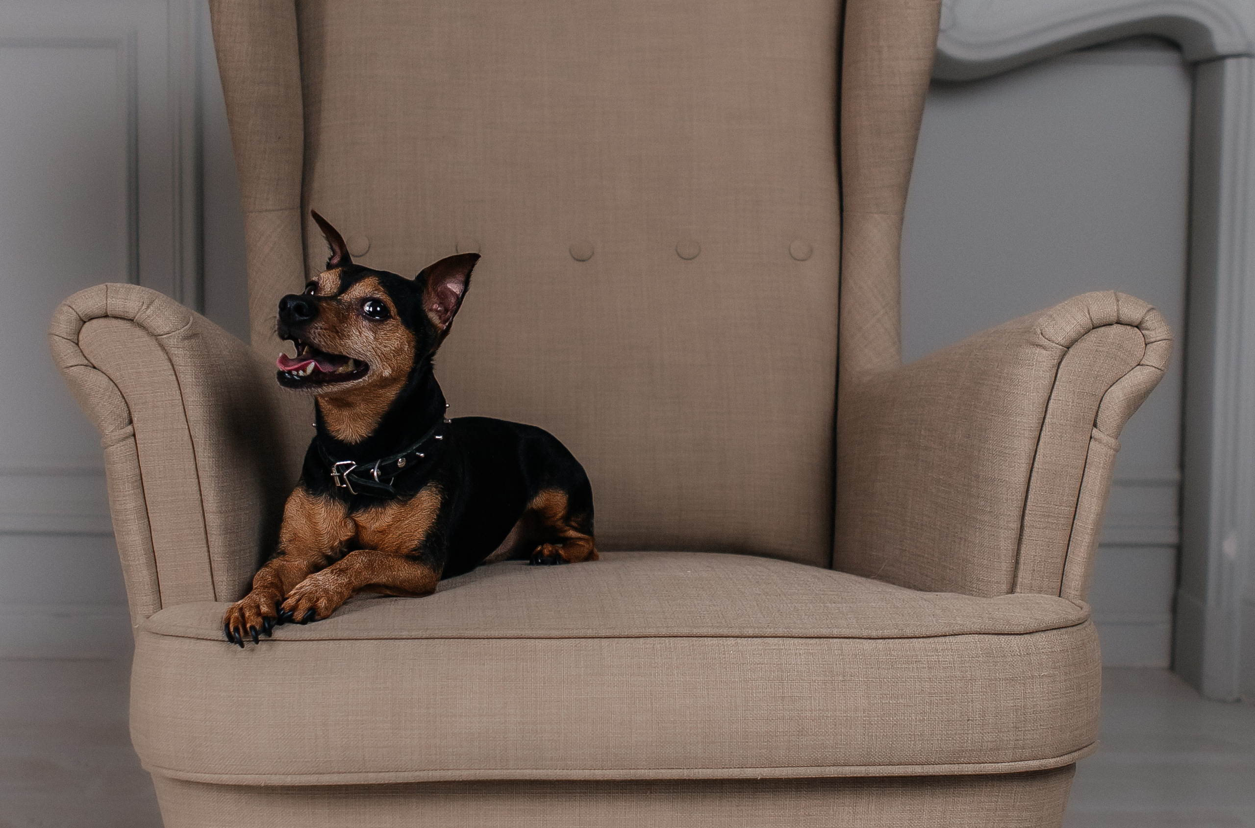 Доберман. Свадебный фотограф в Москве