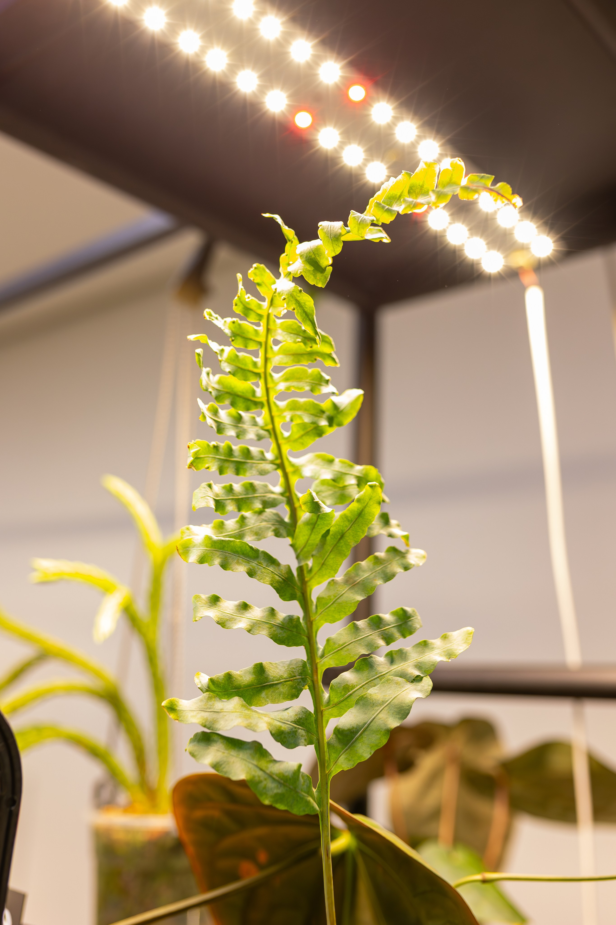 Монстериум апрель 2026. Александра Куликова фотограф, Москва