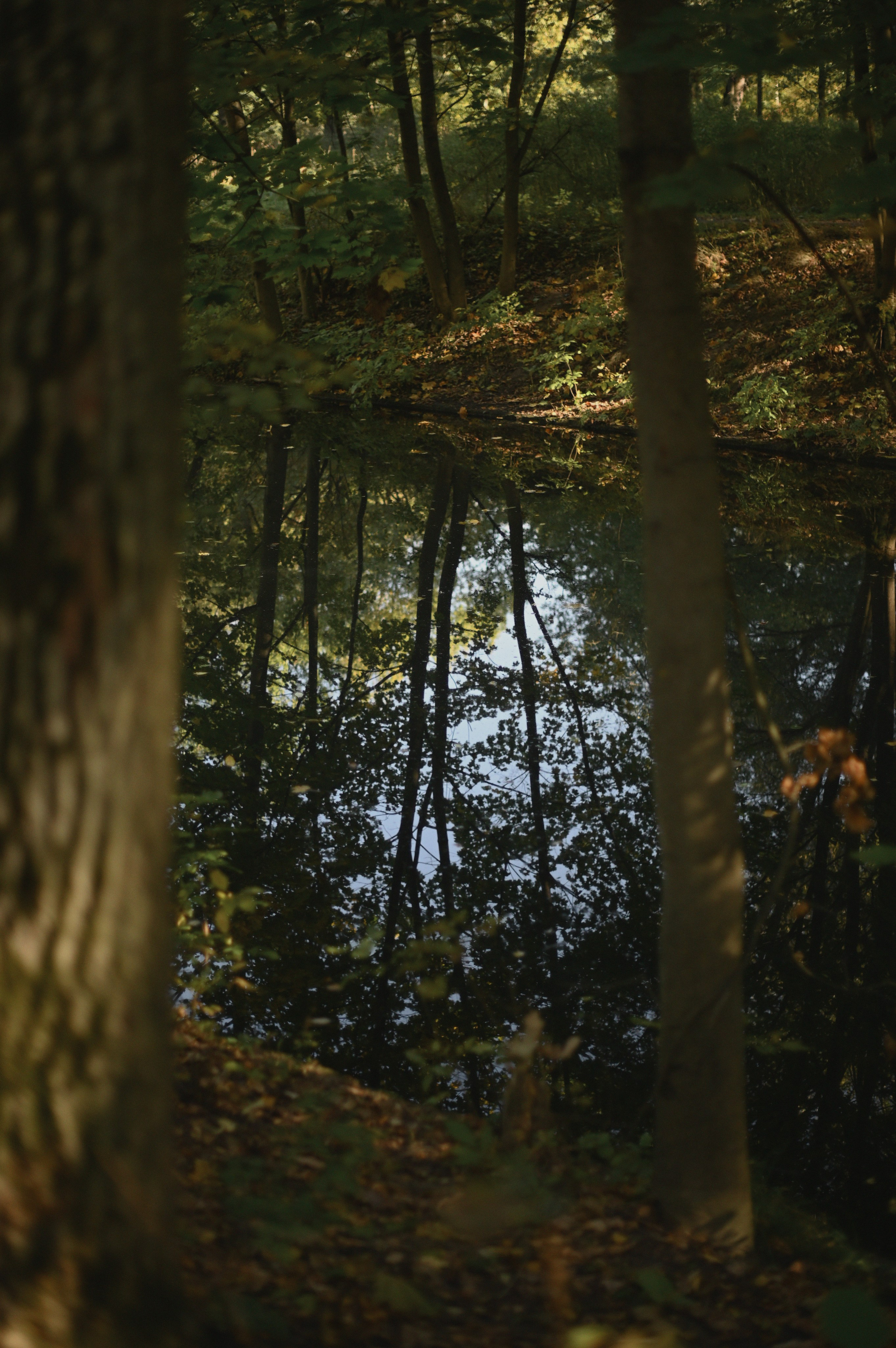 Дерево любви. Фотограф Евгения Пронькина