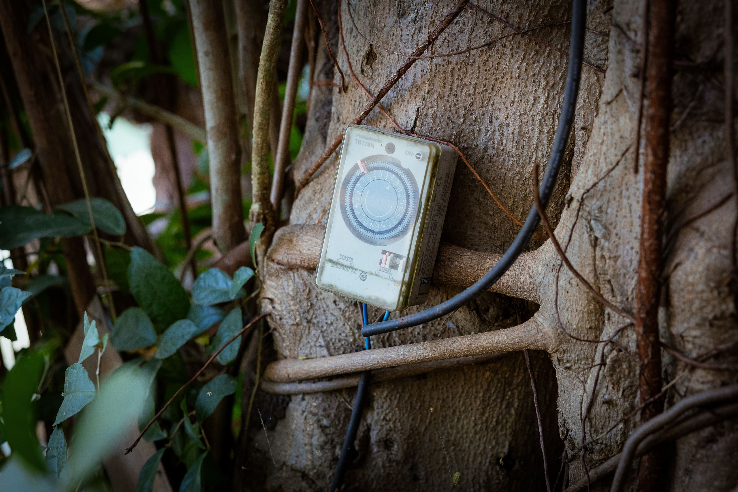 Таиланд (зима 2025). Фотограф Виноградов Константин