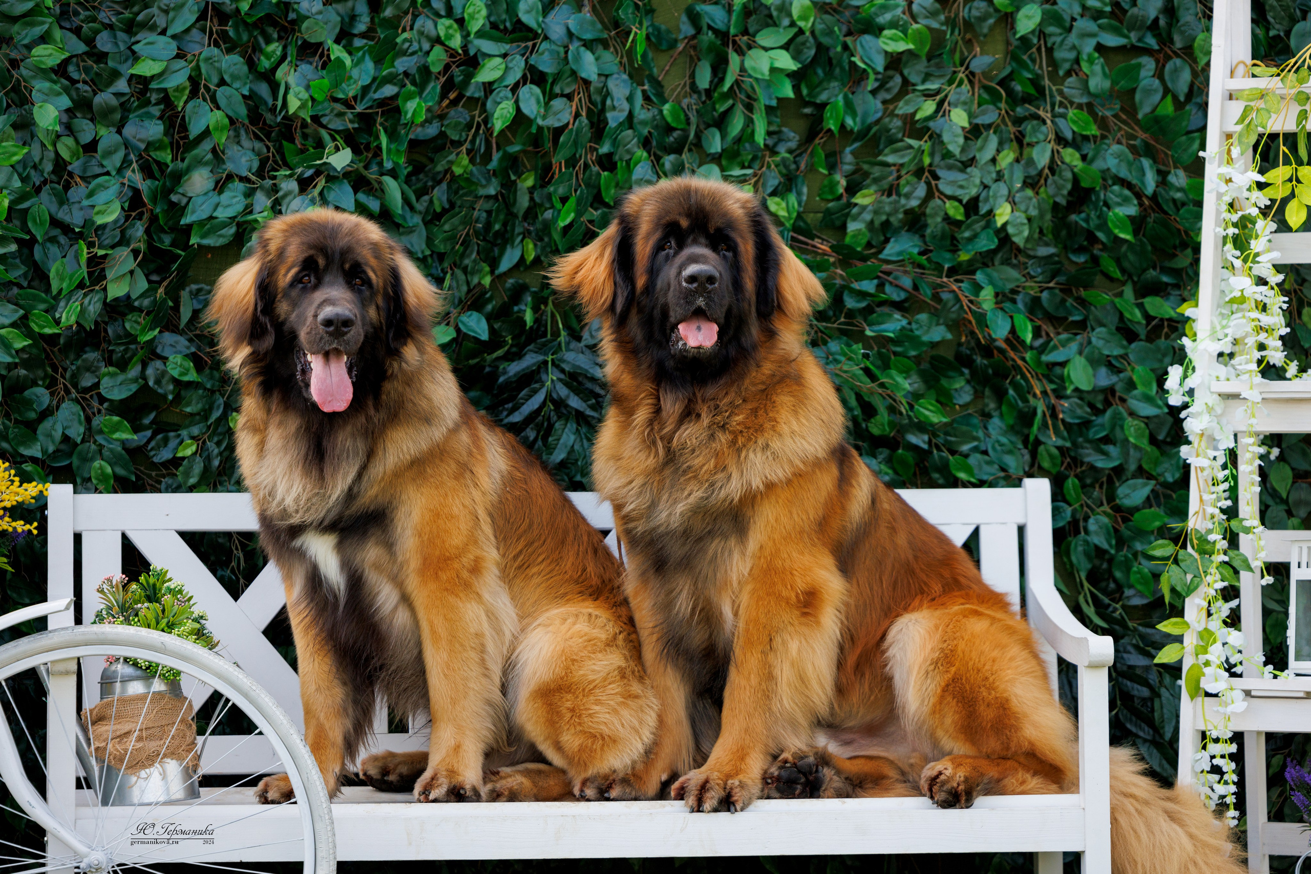 РОССИЯ 8-9.06.2024. Фотограф-анималист Юлия Германика