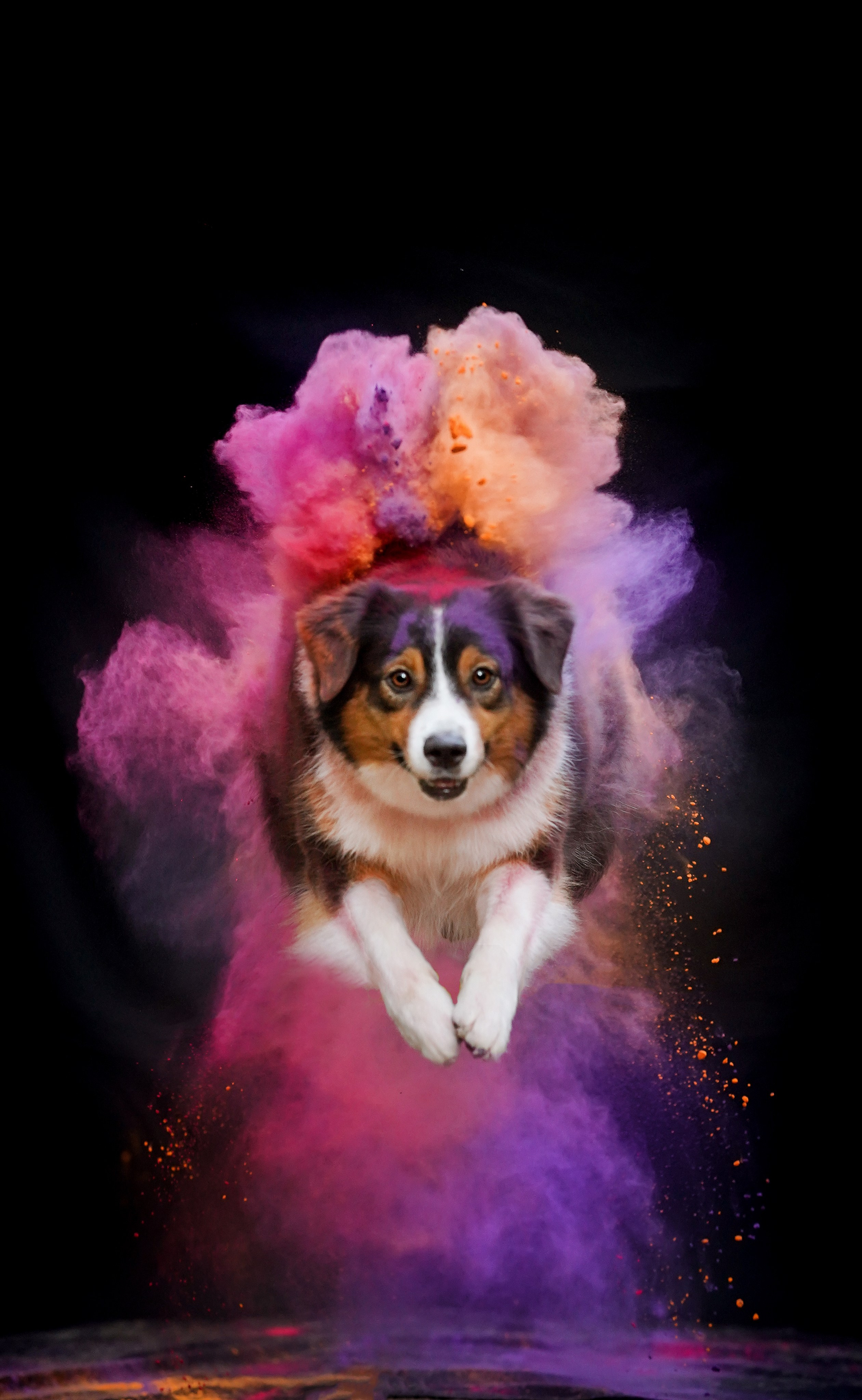 Съемка с красками холли. Фотограф-анималист в Санкт-Петербурге Яна Мартынова