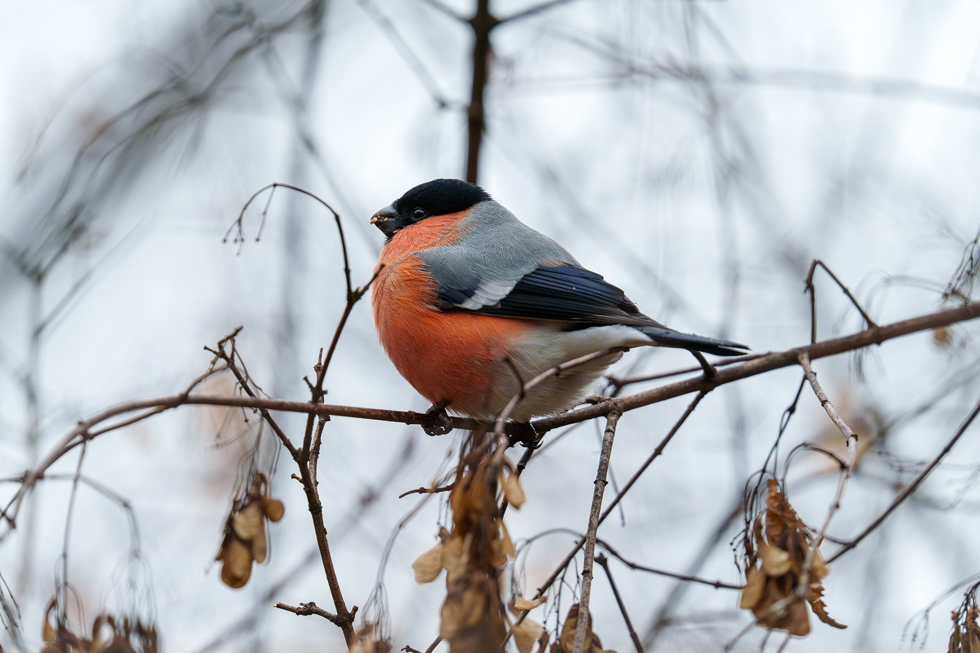 Удивительные мир птиц. Вокруг нас столько прекрасного — присмотритесь!. Ваш личный фотограф Марина Волкова