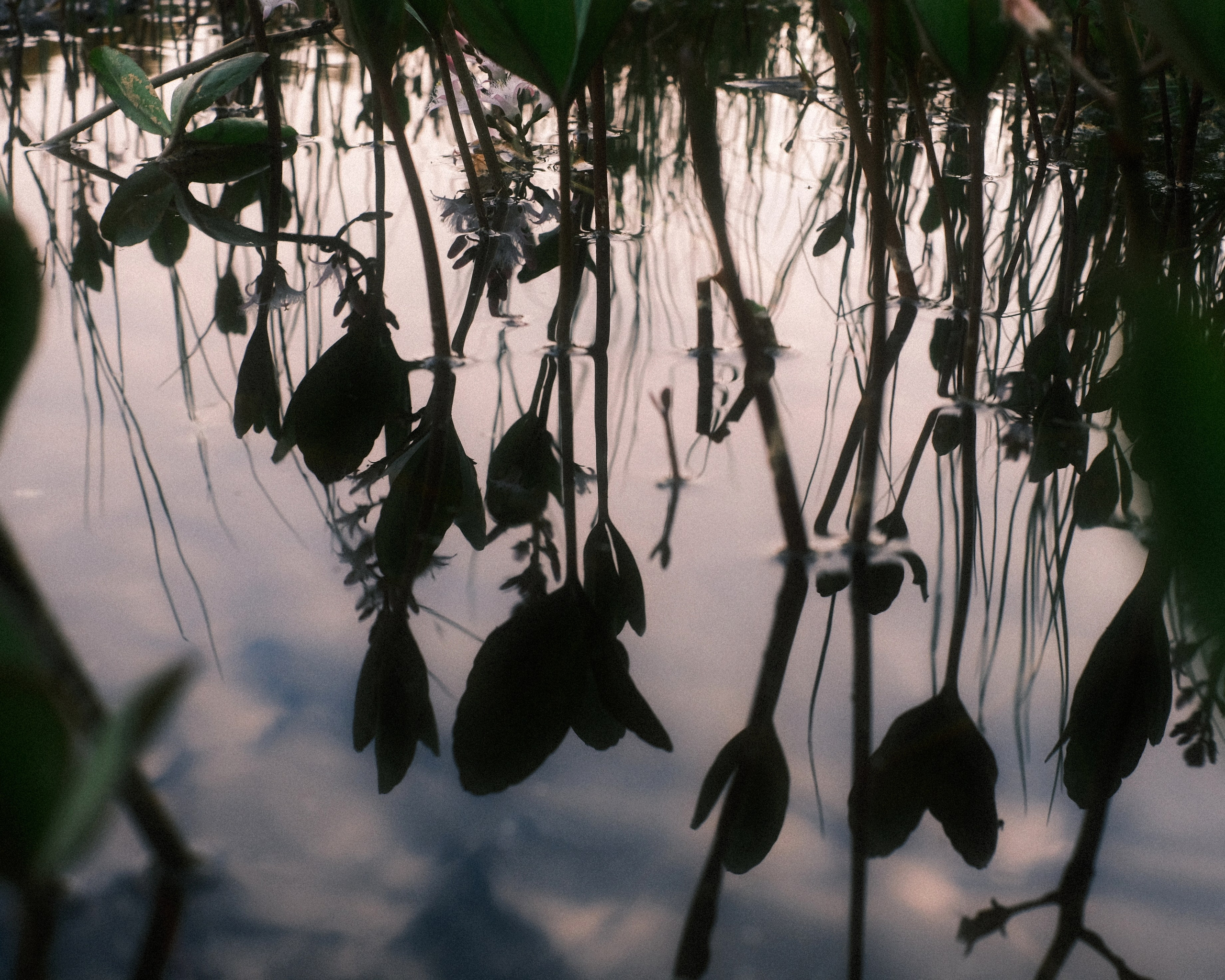 Орехово | май 2025