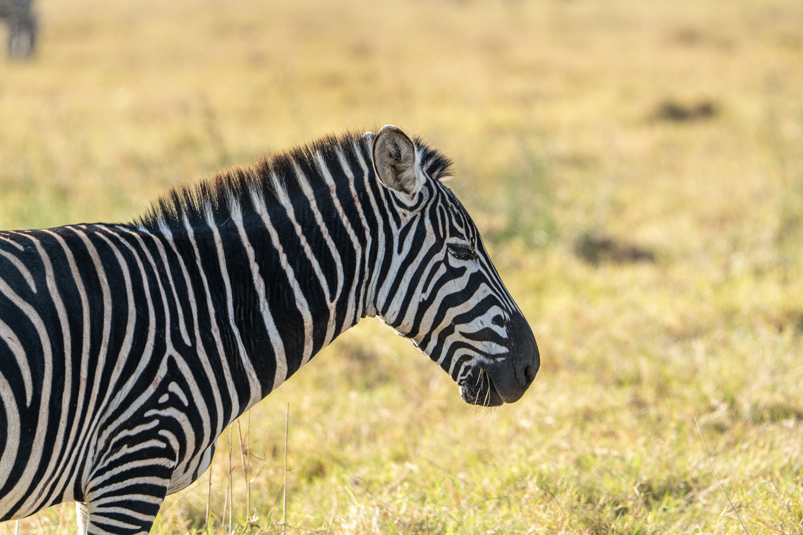 Танзания, сафари, 2025. Творческие сьемки