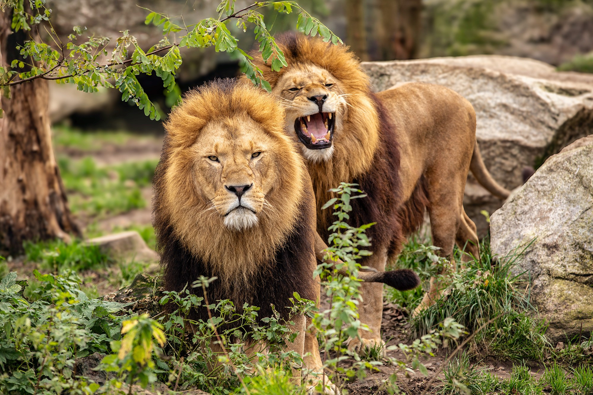 ЗООПАРК. Фотограф Владимир Остапенко