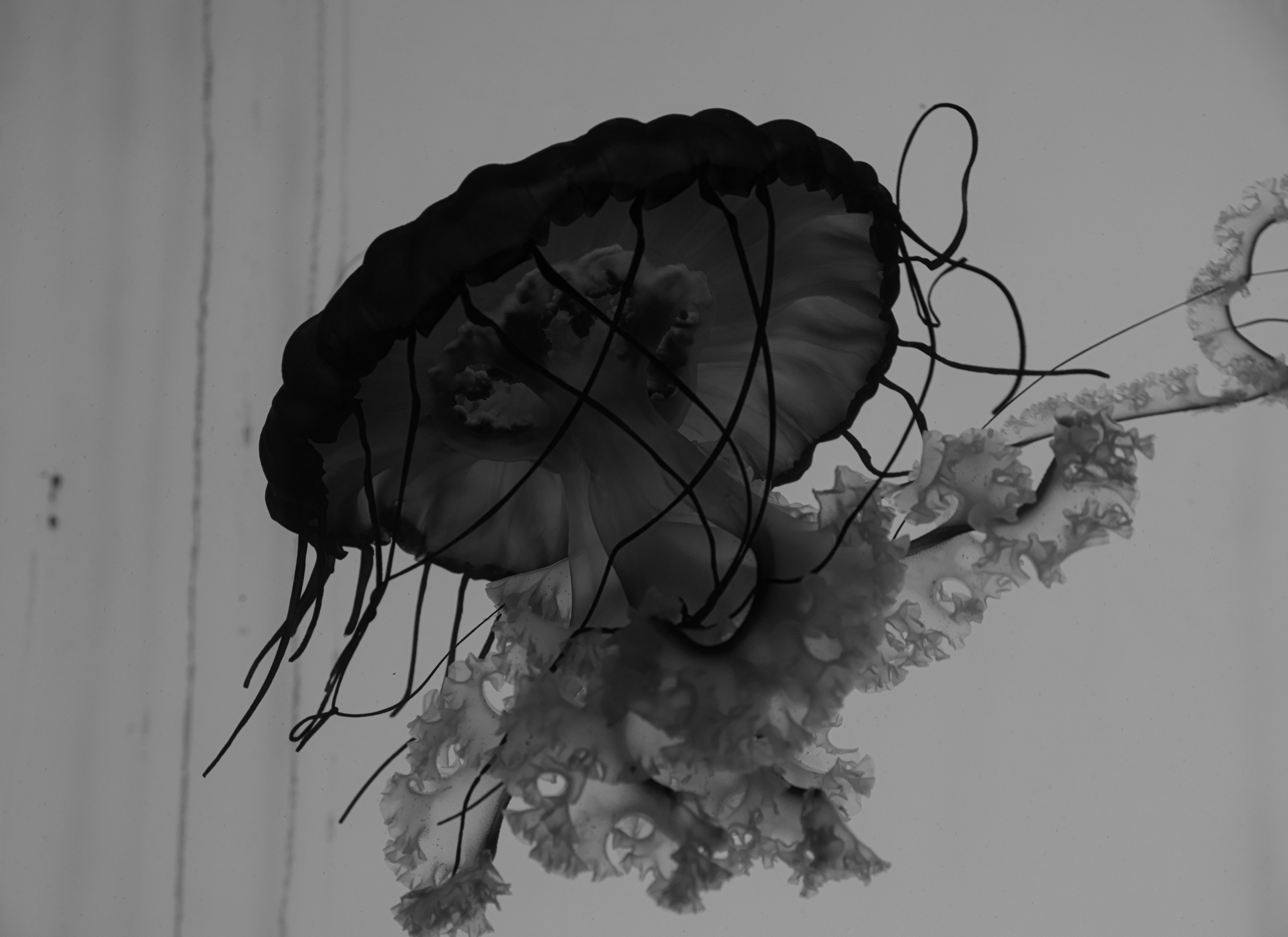 BLACK & WHITE. Art Рhotographer