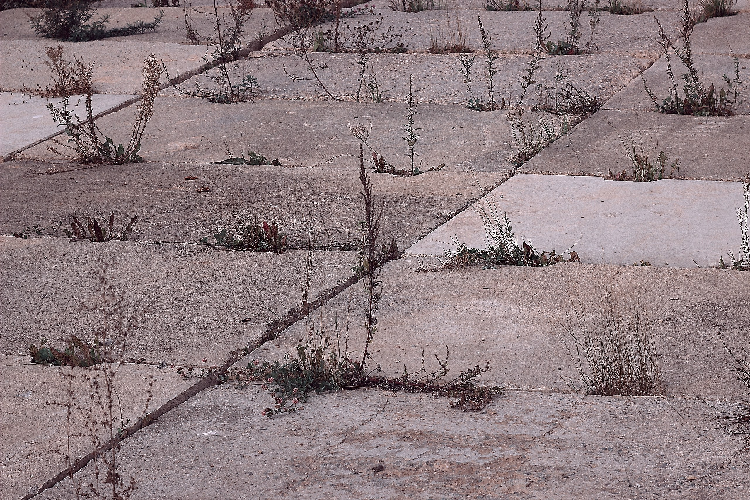 Дружба и Любовь, как лучики. Аmat Victoria Сuram