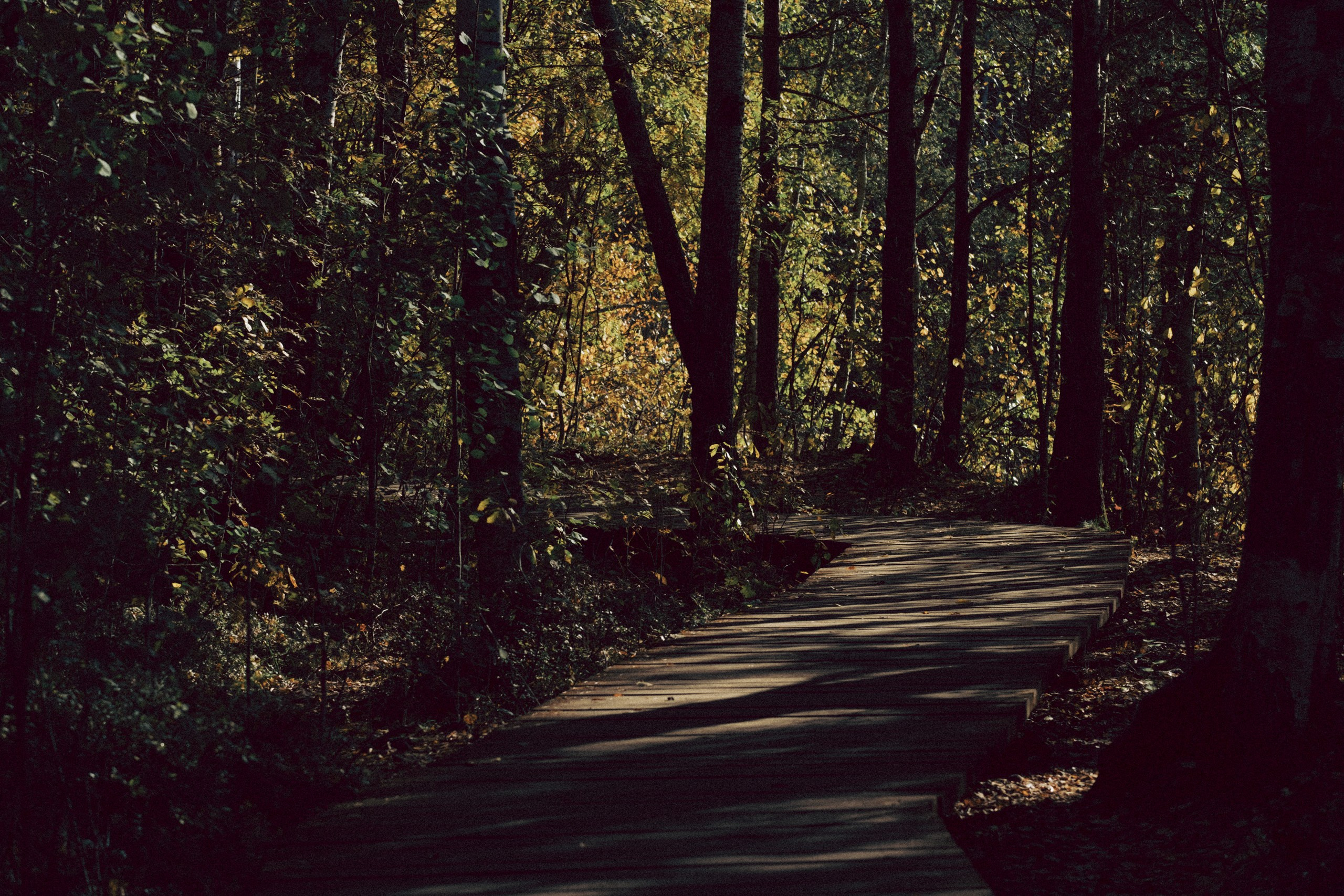 Осеняя прогулка. Профессиональный фотограф, Санкт-Петербург — Виктория Богомолова