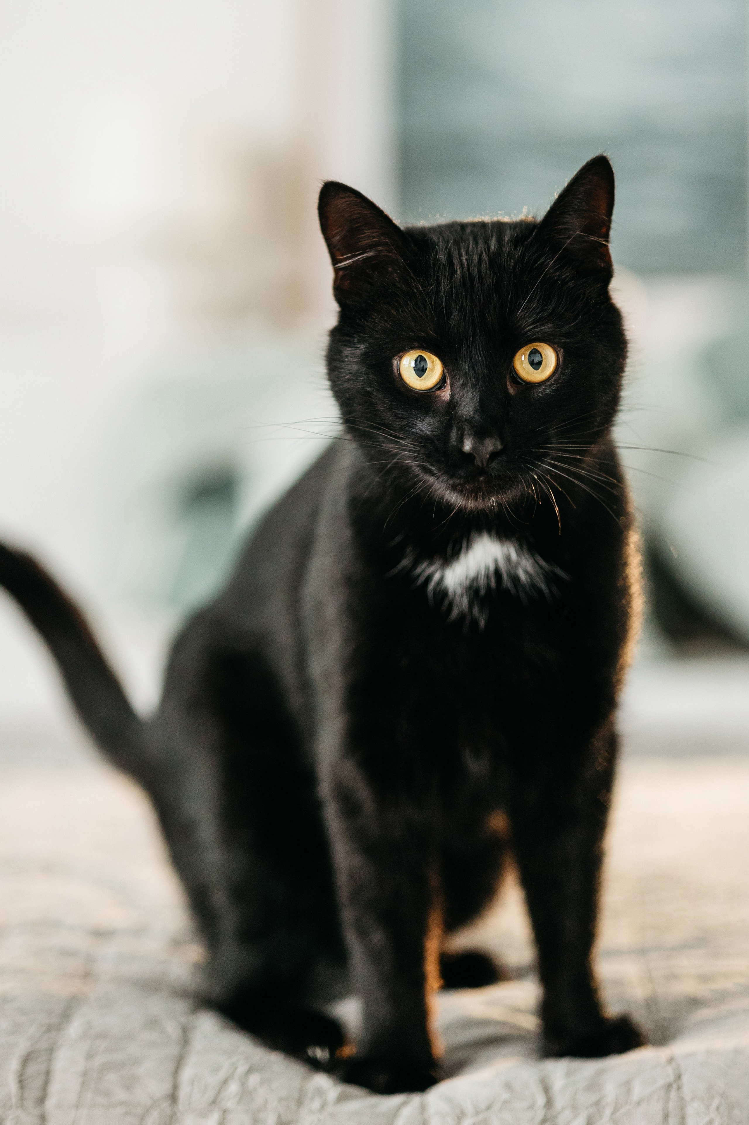 Кузя. Фотограф-анималист Елена Радченко, Москва