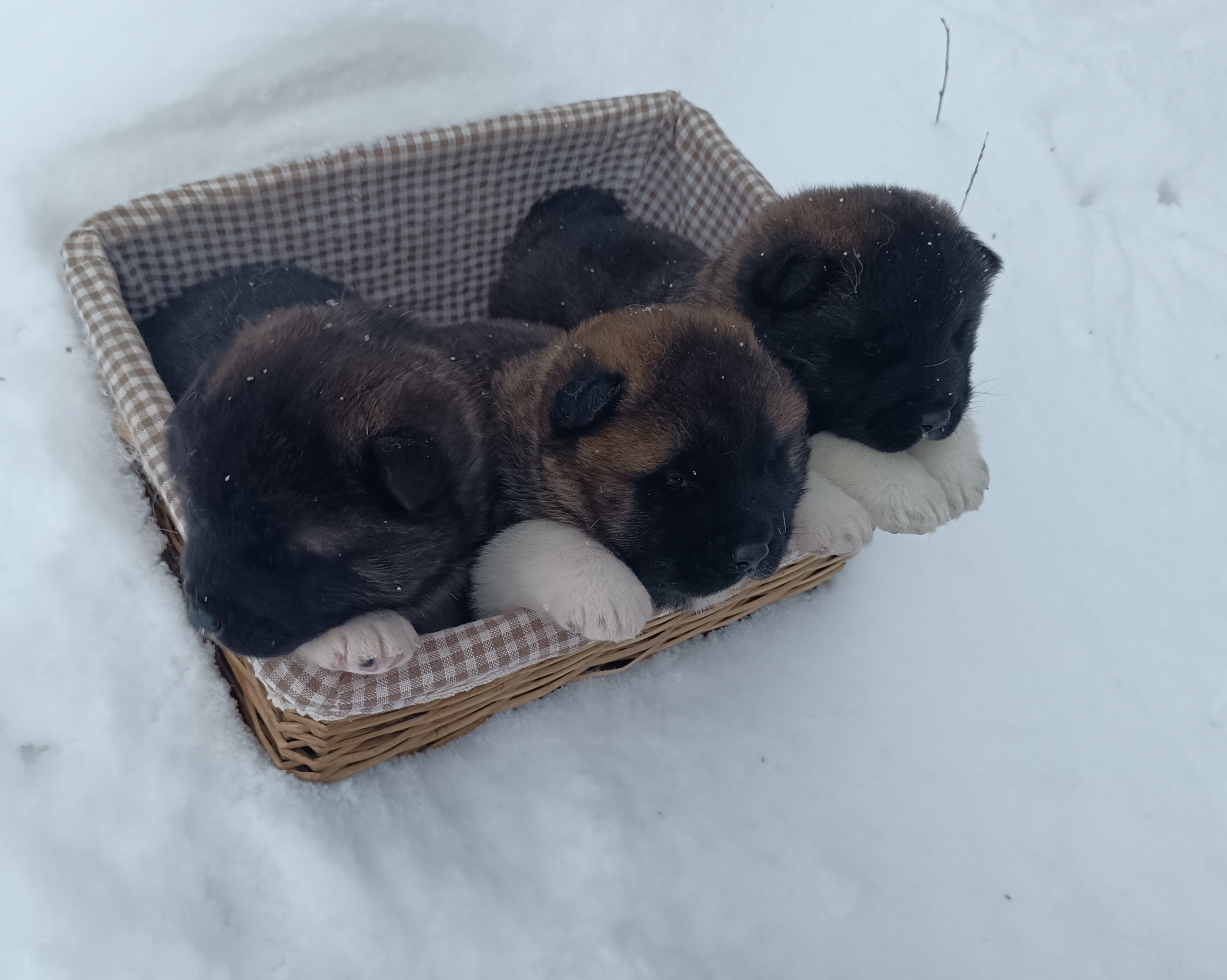 Американская акита  щенки питомник Санкт-Петербург клубные щенки Американская акита питомник RUBYLIGHT Рубилайт купить щенка американской акиты