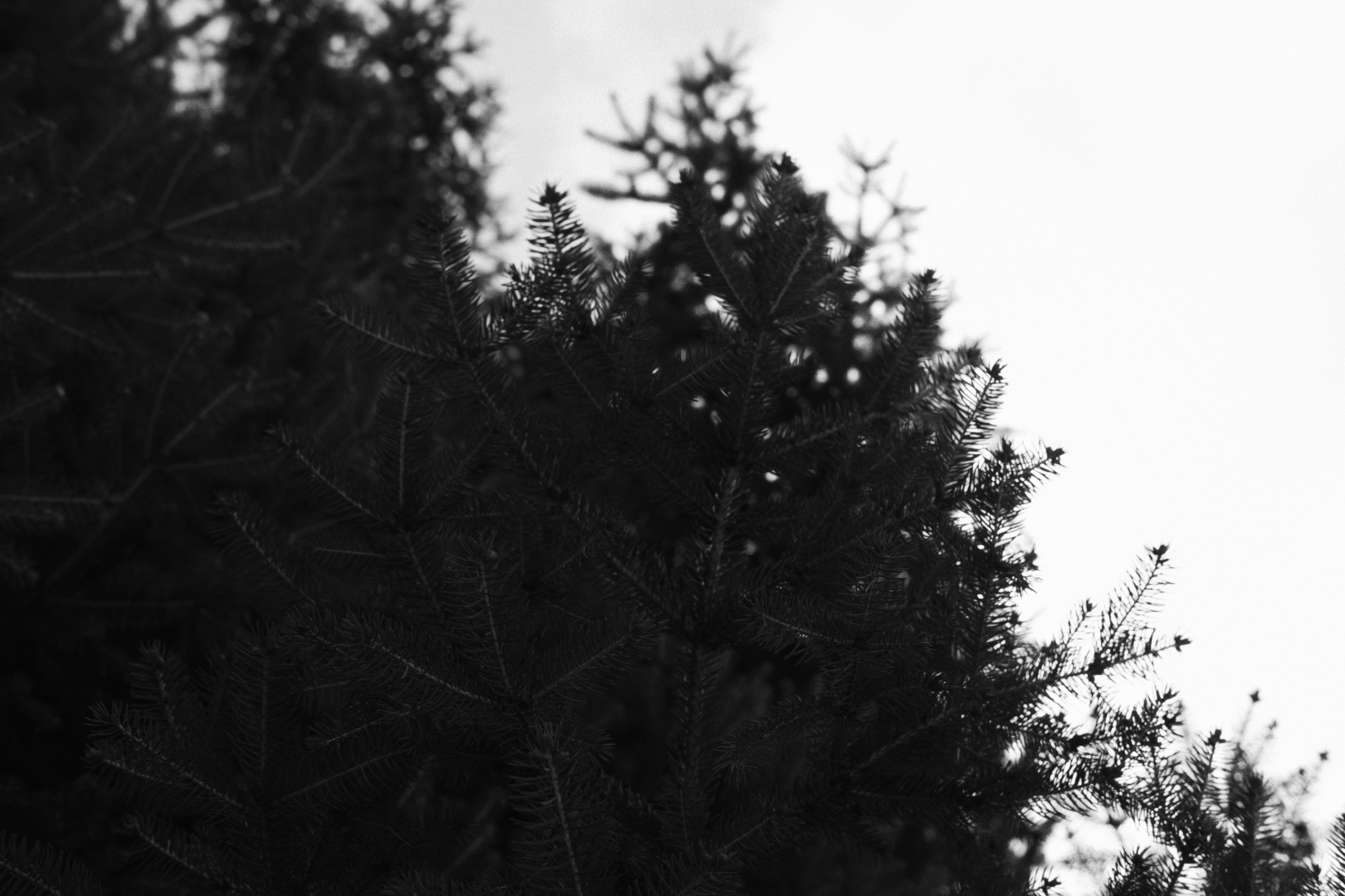 Sarajevo / Bosnia and Herzegovina AW26. Фотограф Юрин Евгений