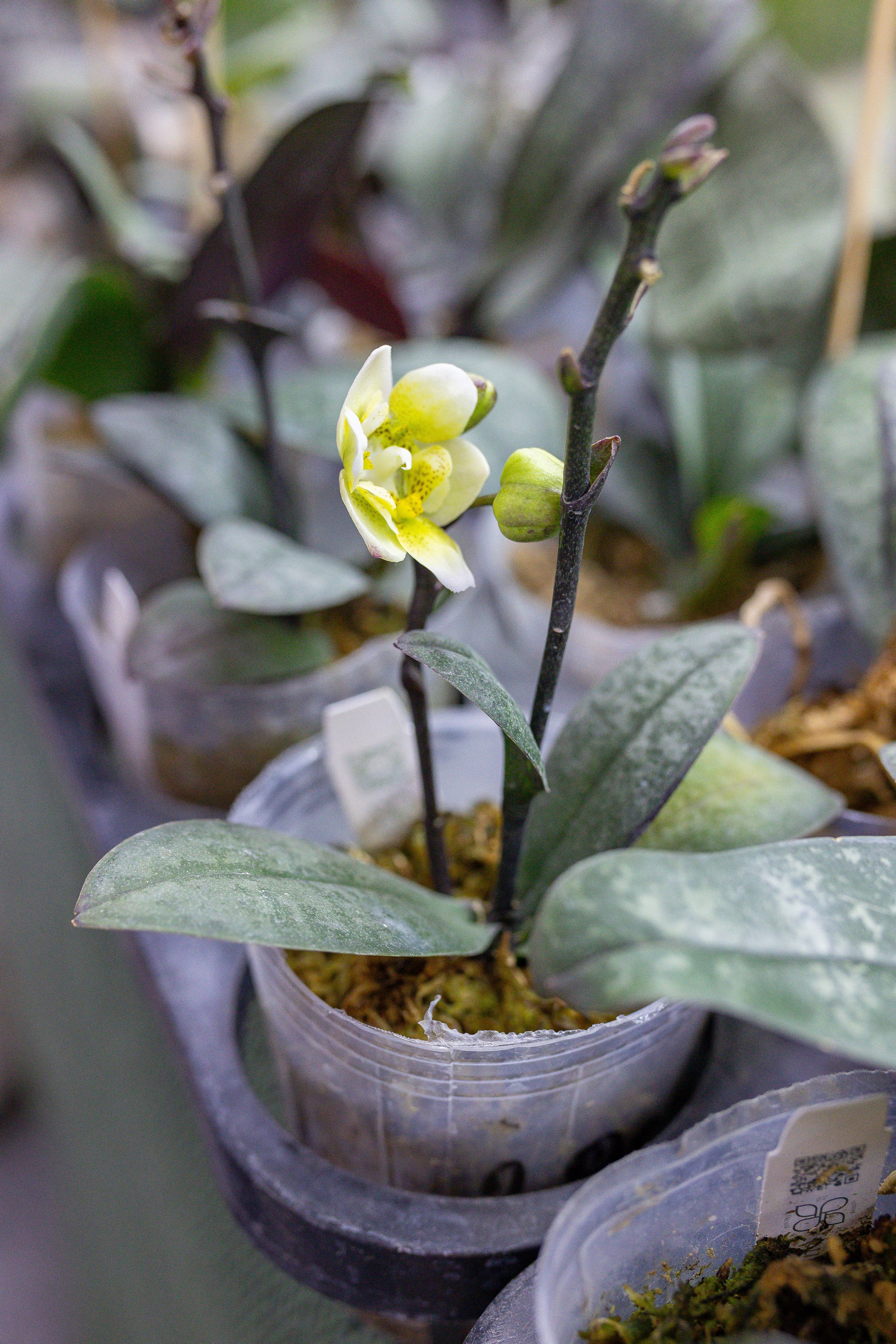 Орхидиум 12.2025. Александра Куликова фотограф, Москва