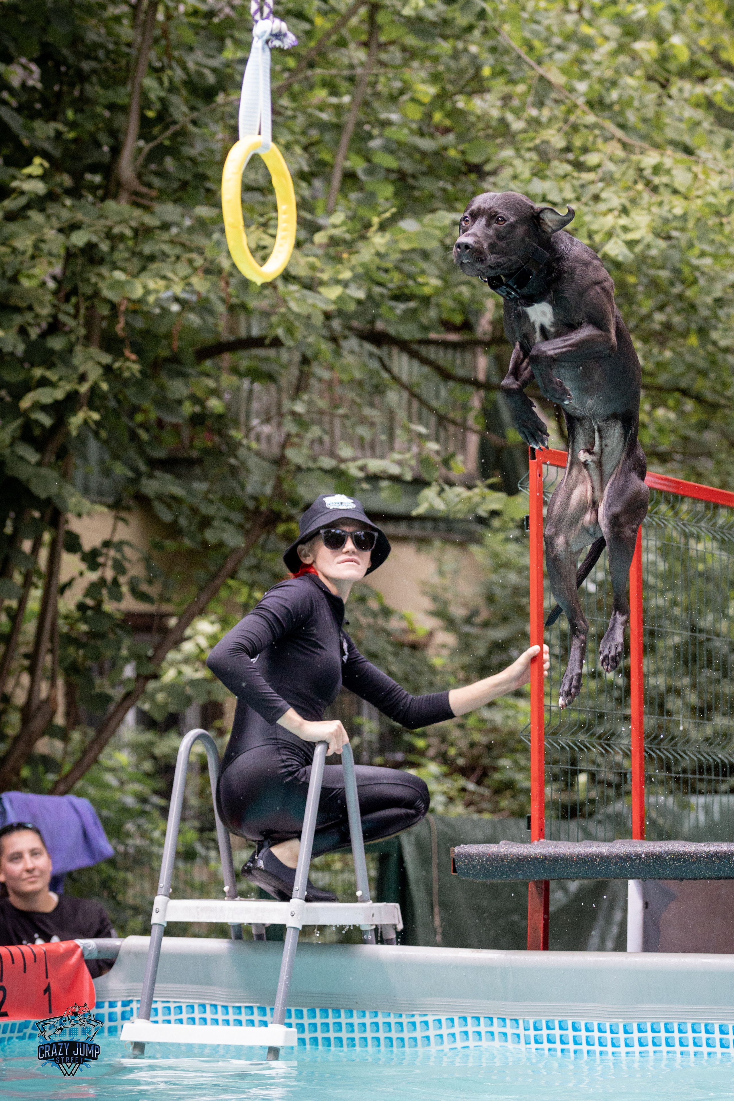 Собаки, спорт, Док дайвинг. Свадебный и репортажный фотограф в Москве и Московской области