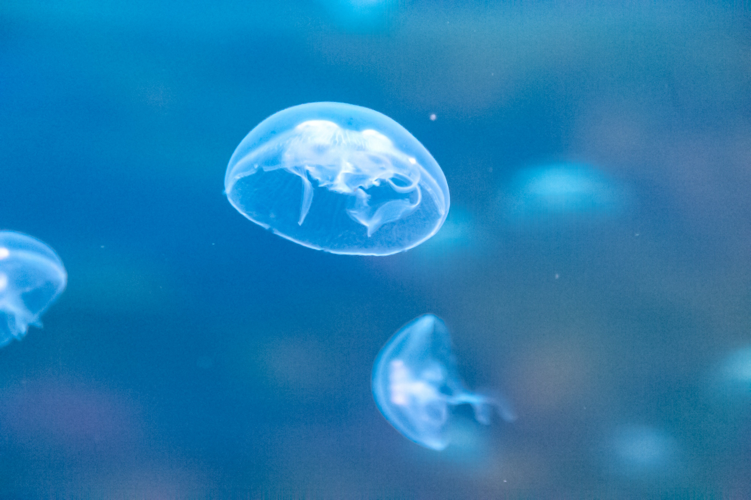 Светлая сторона