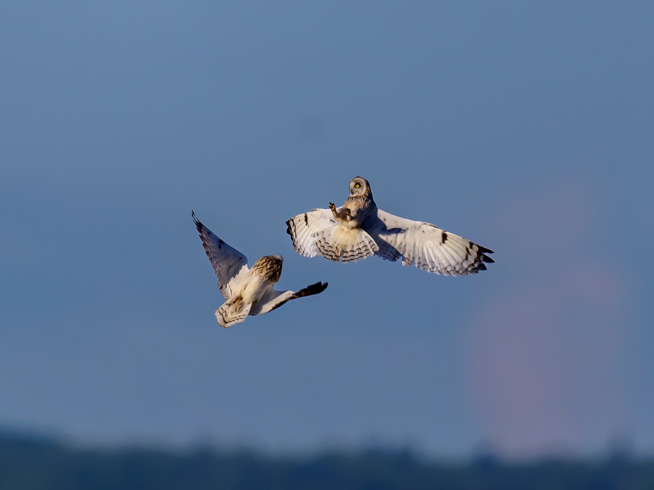 Short eared owl. Wildlife photography by Sergey Puponin