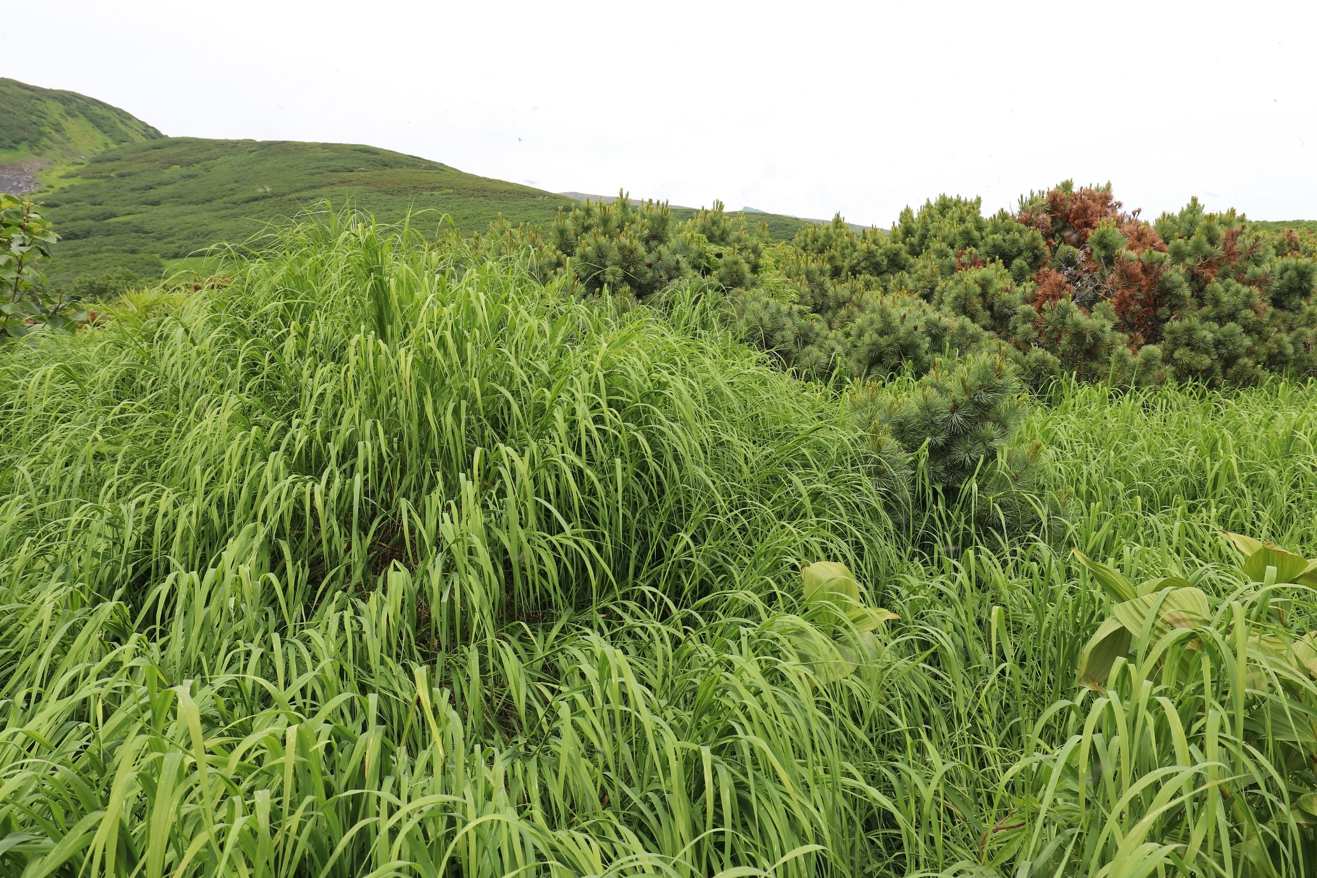 Камчатка и о. Парамушир. Июль 2024. Путешественник-фотограф из Санкт-Петербурга Татьяна Свистулина