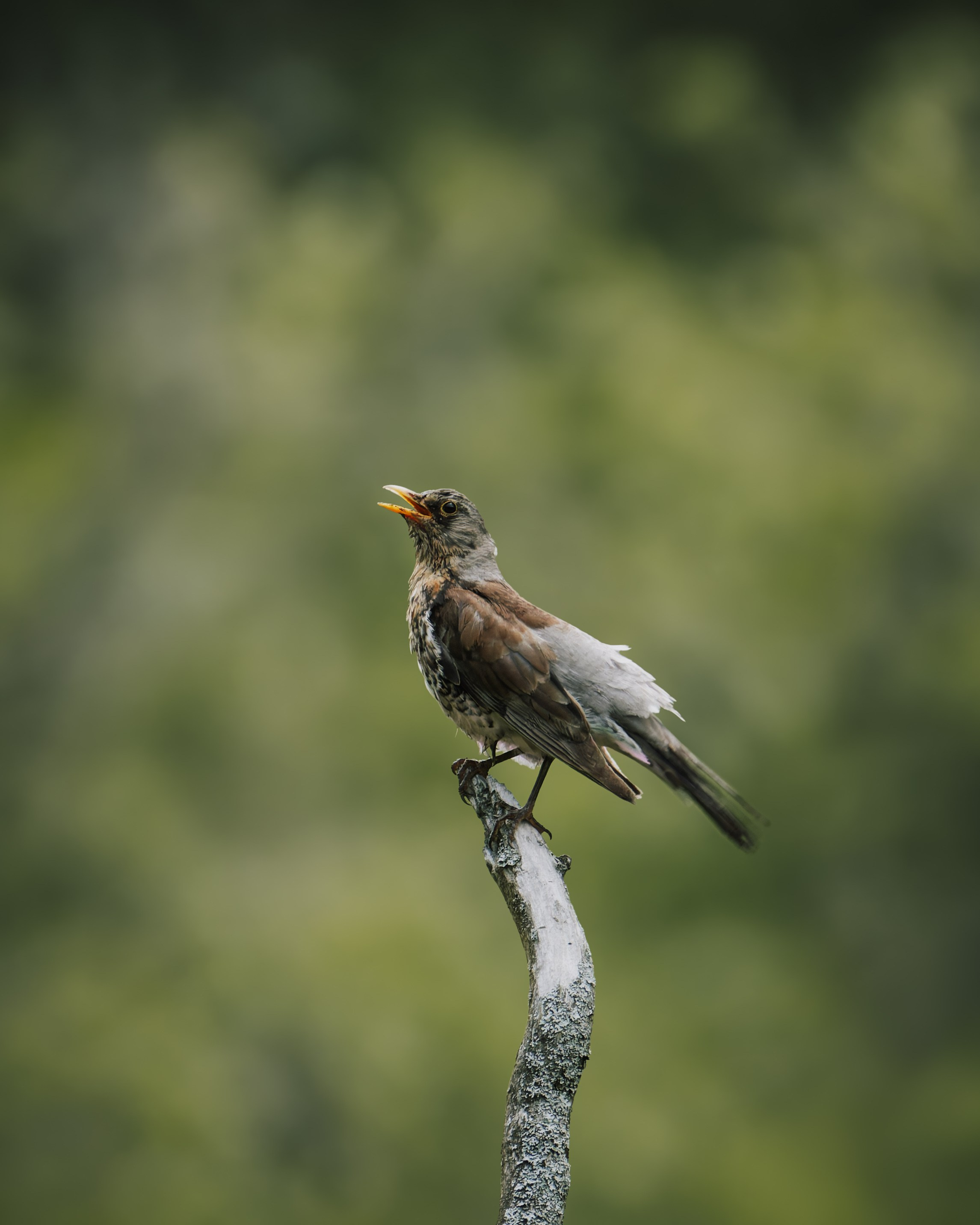 Smolensk 2025. Anton Chernov | Wildlife photographer