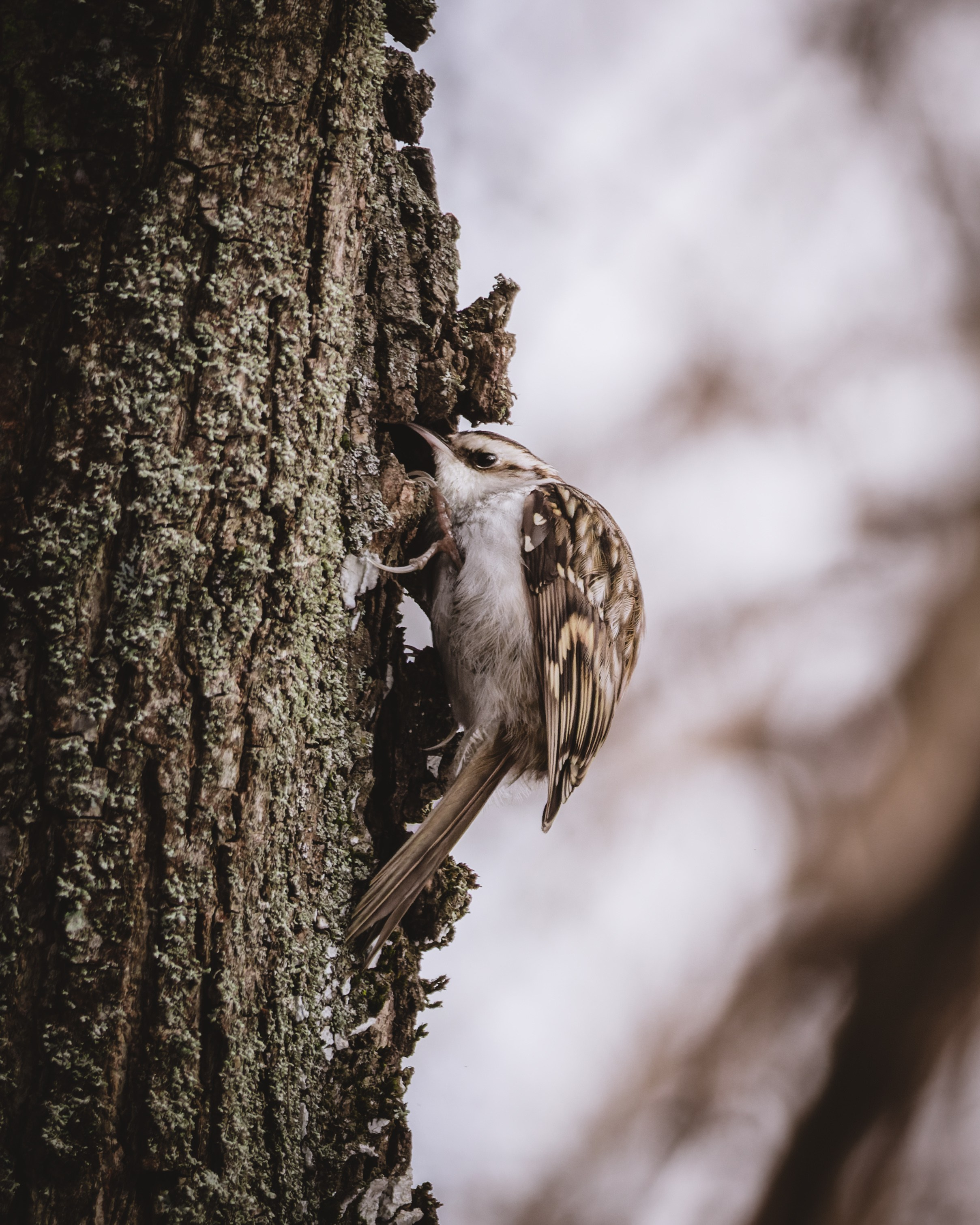 Voronezh 2025. Anton Chernov | Wildlife photographer