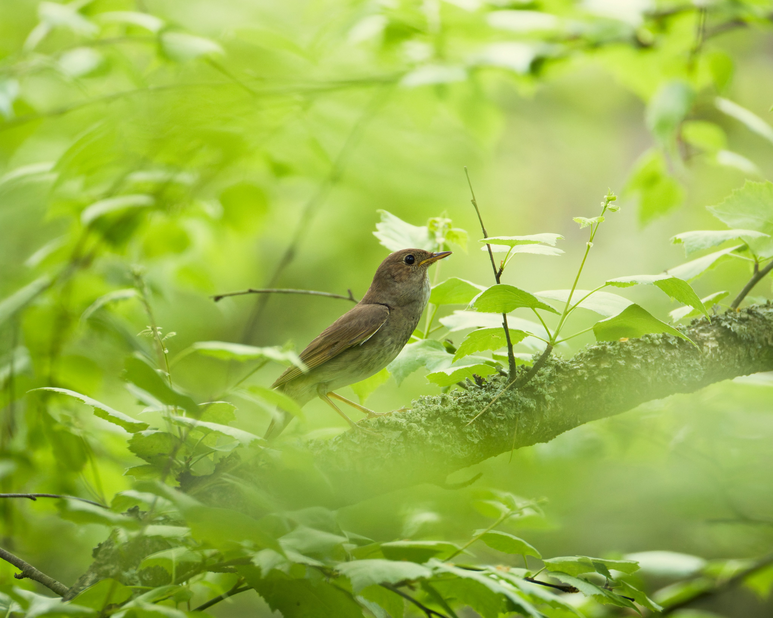 Voronezh 2026. Anton Chernov | Wildlife photographer