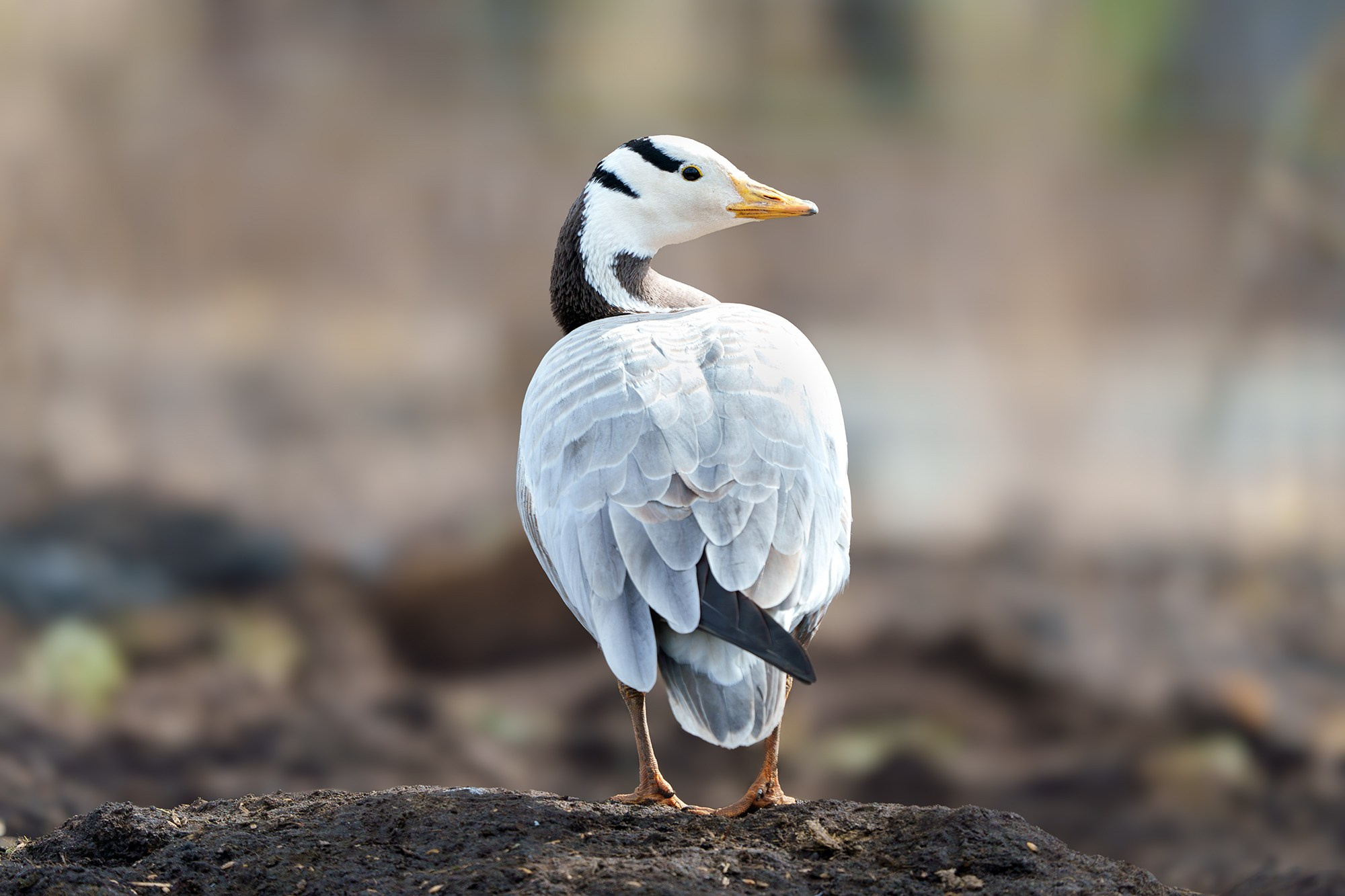 Удивительные мир птиц. Вокруг нас столько прекрасного — присмотритесь!. Ваш личный фотограф Марина Волкова