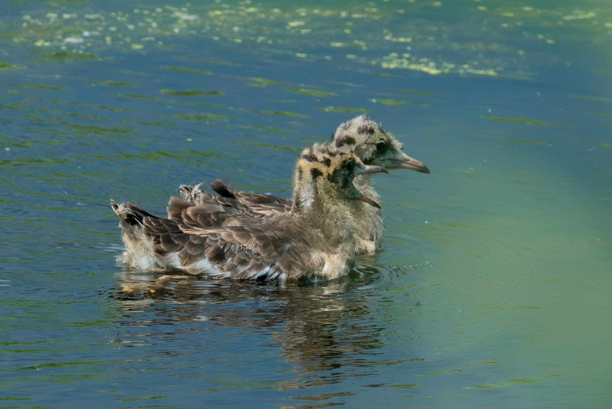 Удивительные мир птиц. Вокруг нас столько прекрасного — присмотритесь!. Ваш личный фотограф Марина Волкова