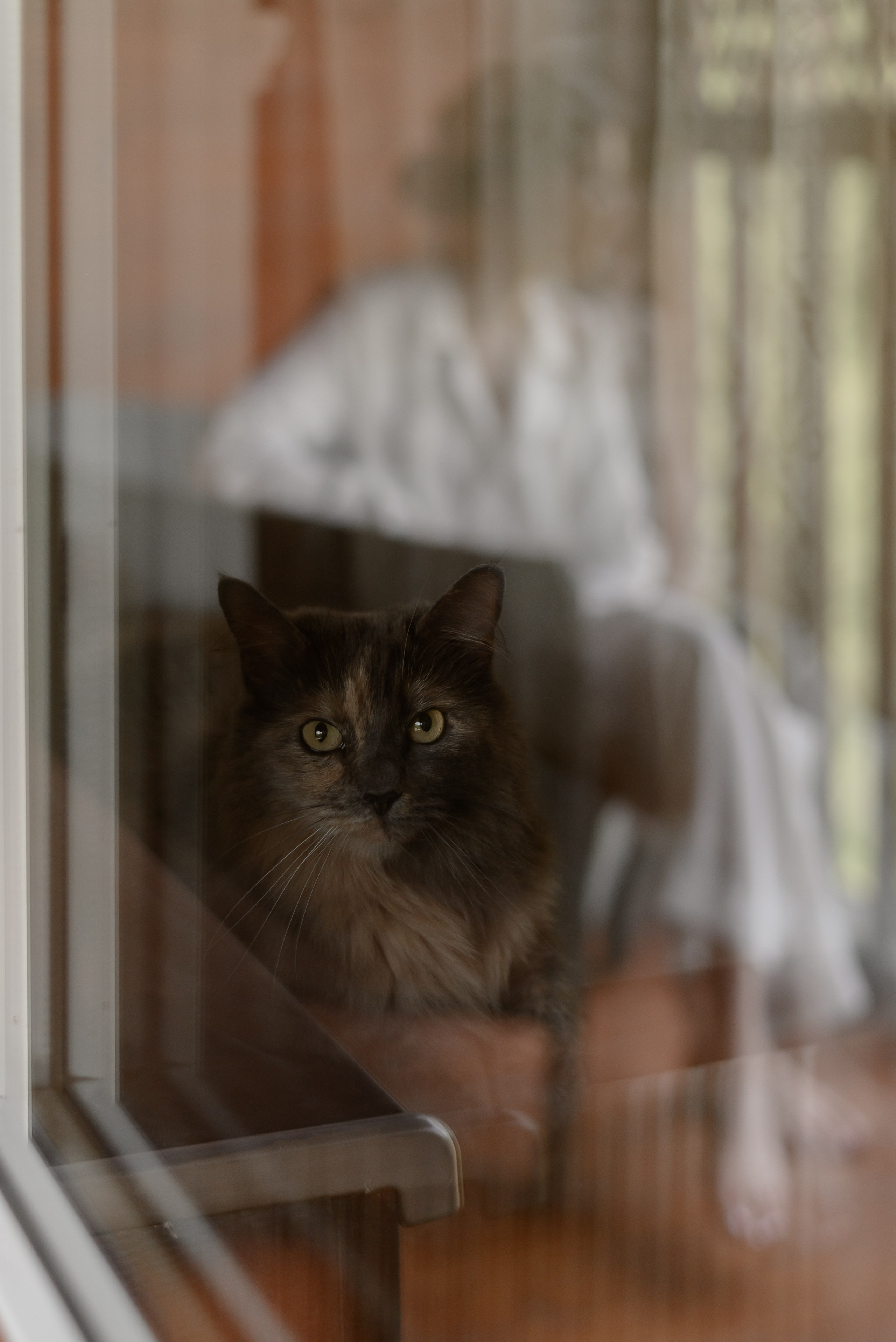 Лето, кроксы и котики. Backpackweddings фотограф и видеограф Ростов-на-Дону Сочи