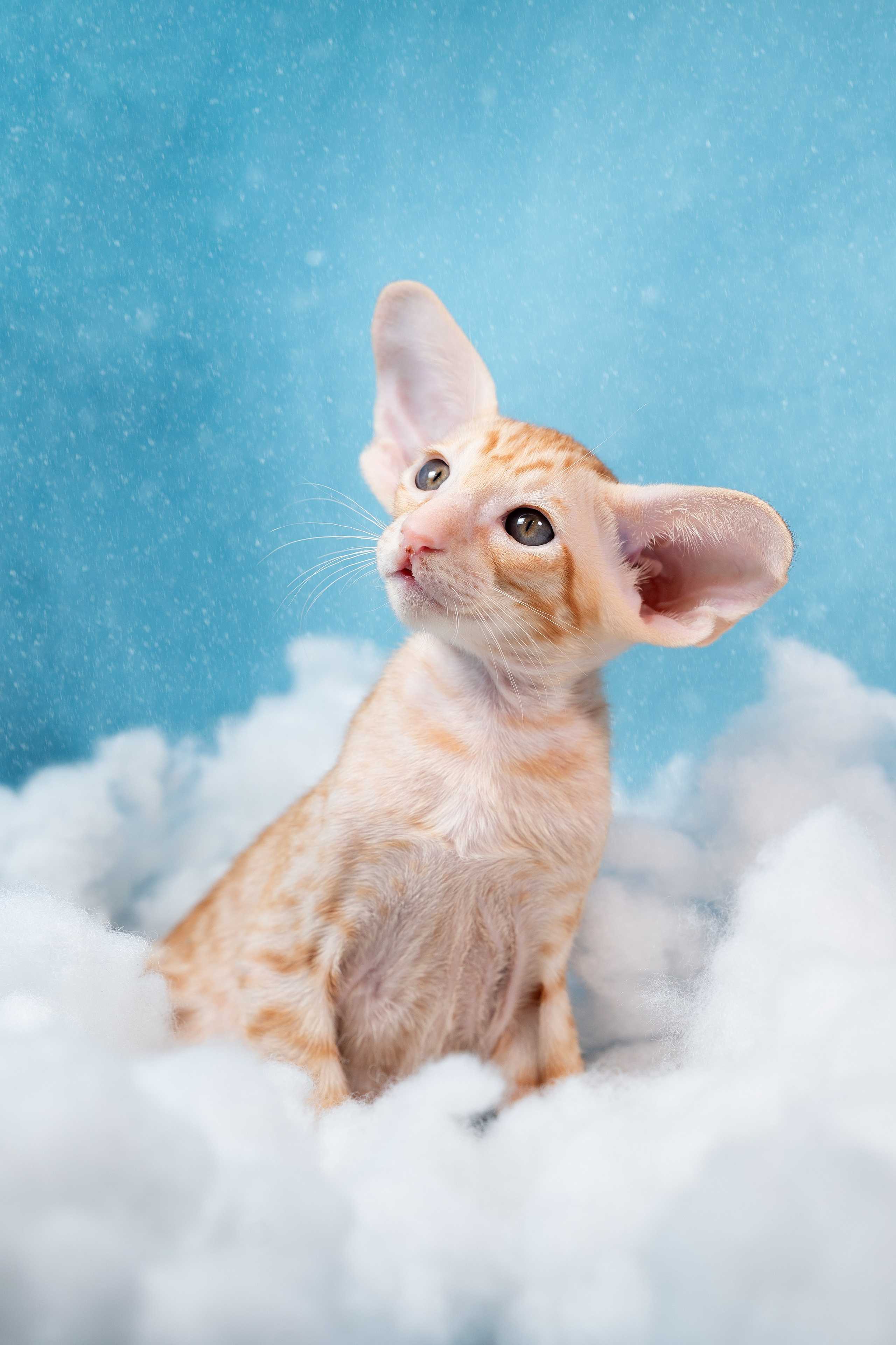 Заводчик Юлия Панова. Творческий фотограф Вологда