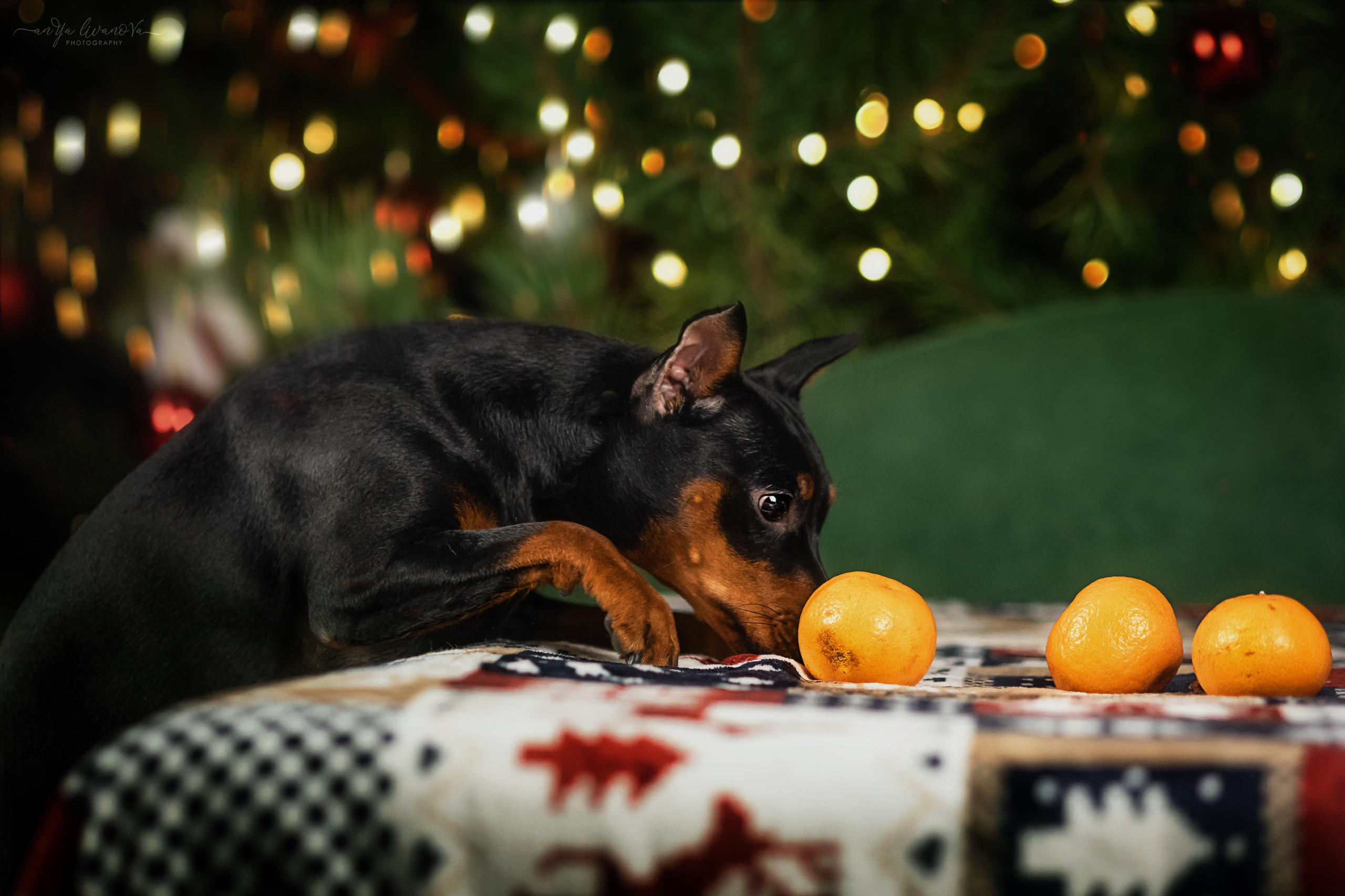 Новогодняя атмосфера в «Simply the Best». Фотограф анималист Аня Ливанова | Рыбинск