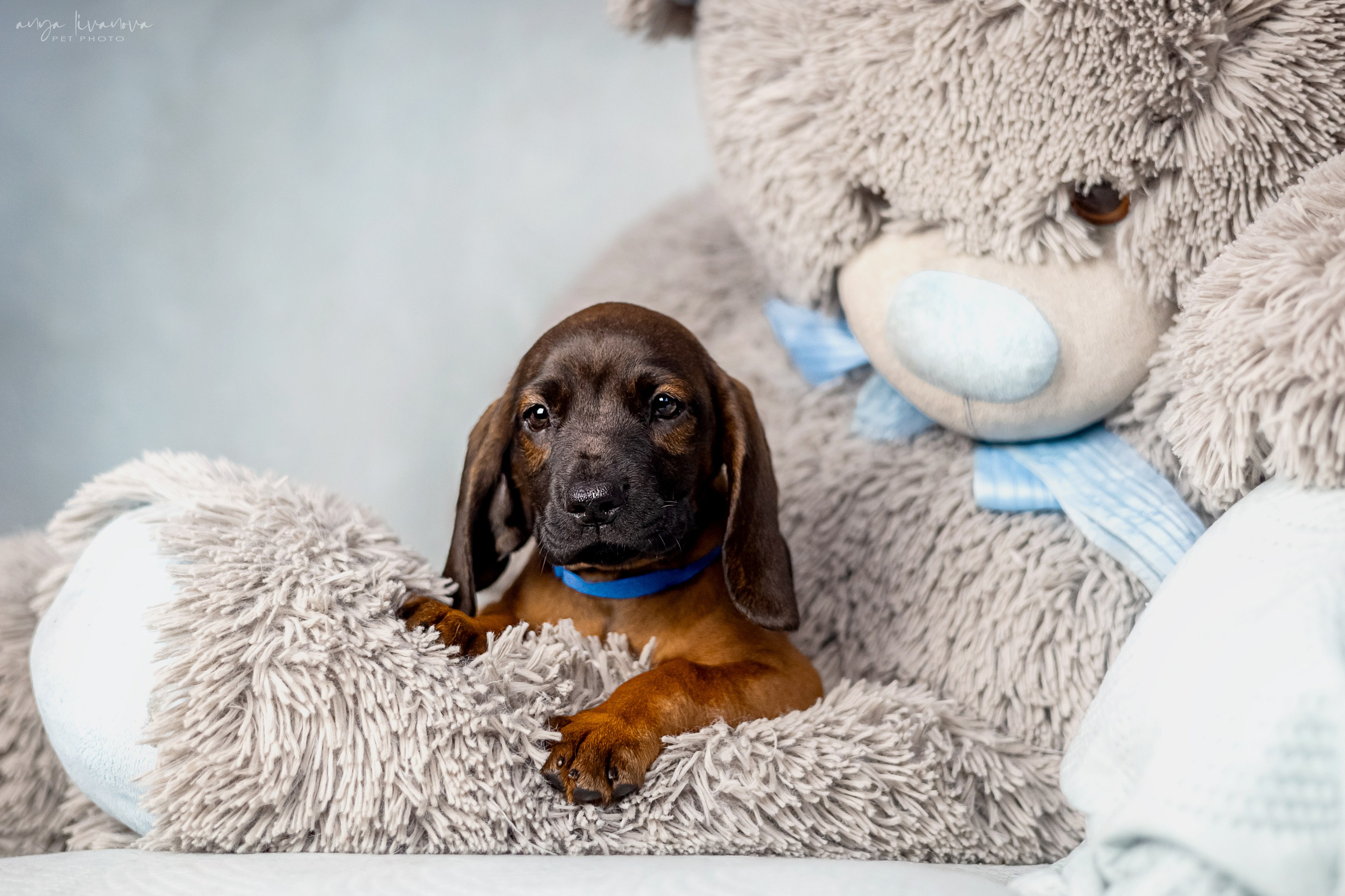 Баварцы. Фотограф анималист Аня Ливанова | Рыбинск