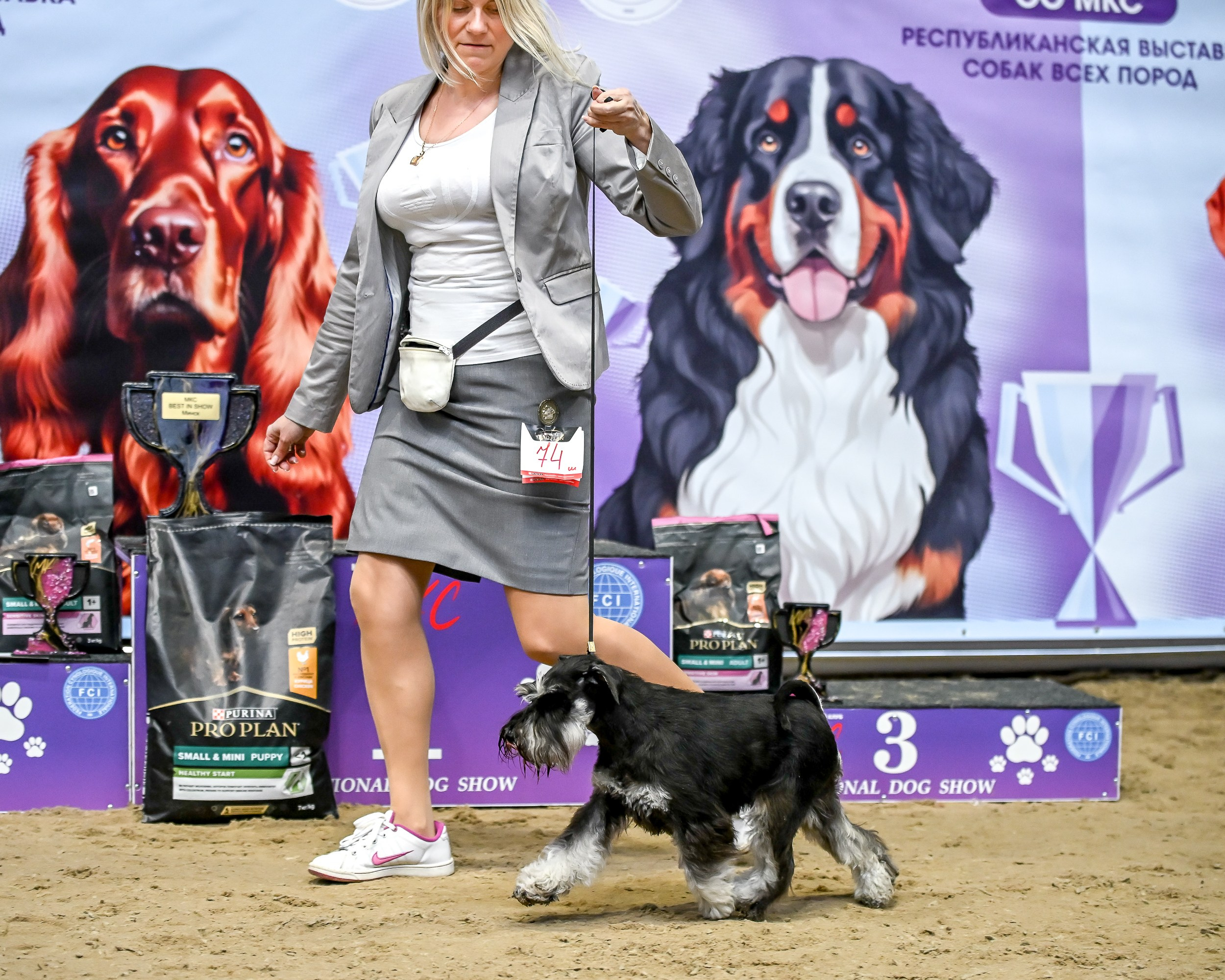 Харли/ Delinso Balance Ultima Gail. Питомник цвергшнауцеров в Беларуси «Делинсо Бэлэнс»