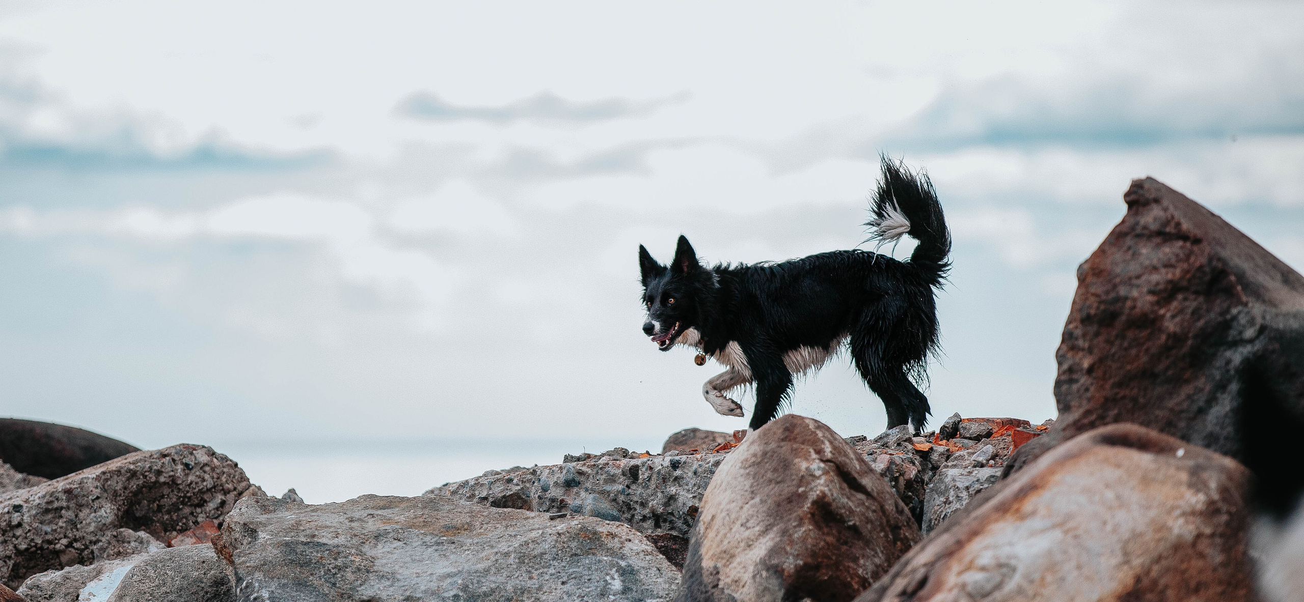 Кида и Сирша. Главная