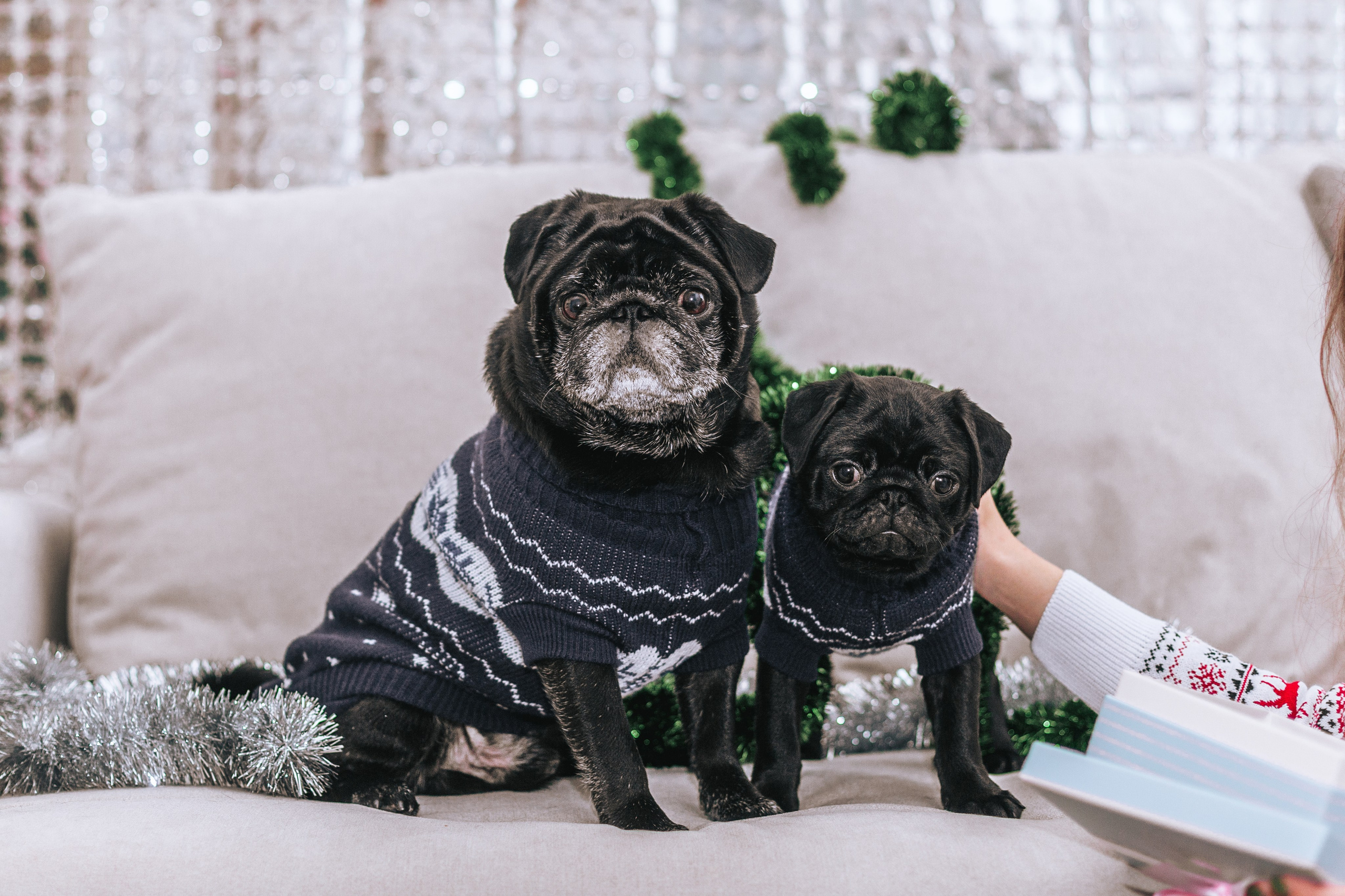 Домашняя фотосессия Оли и двух ее мопсов. Фотограф-анималист Татьяна Степанова