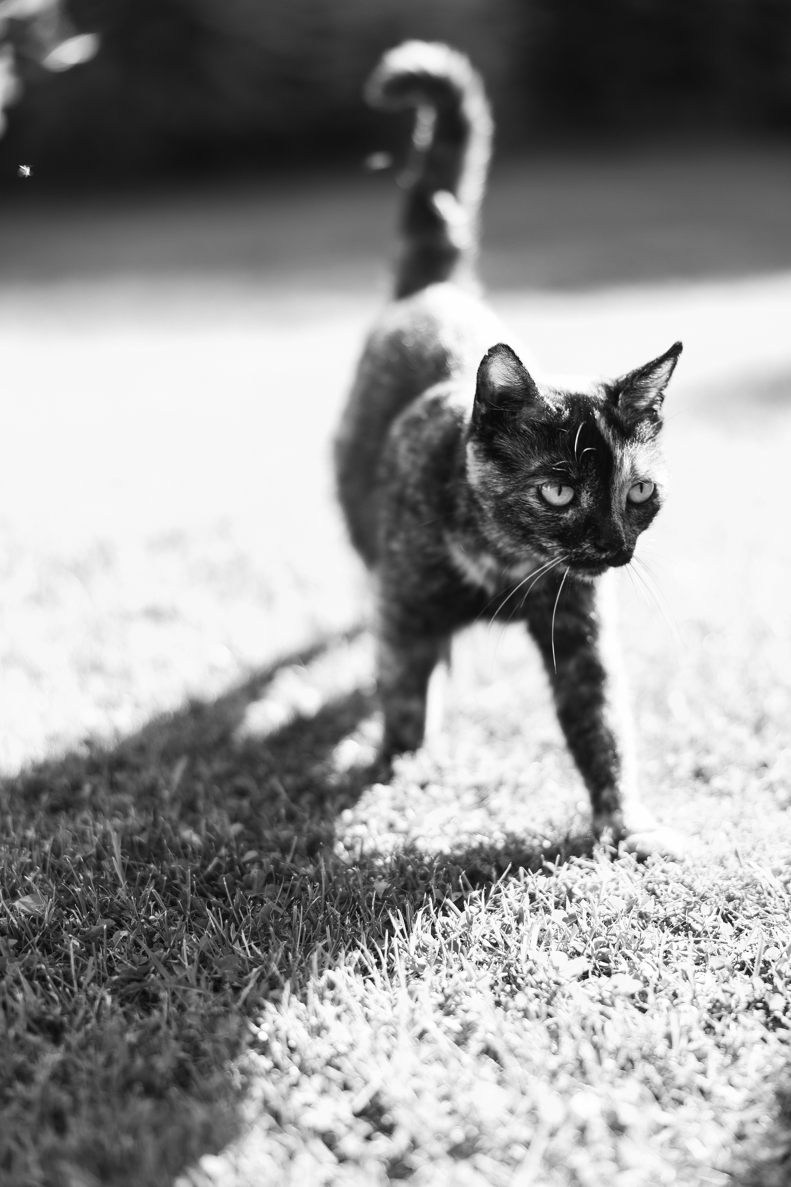 Горько…. Свадебный и семейный Фотограф Денис Кошель