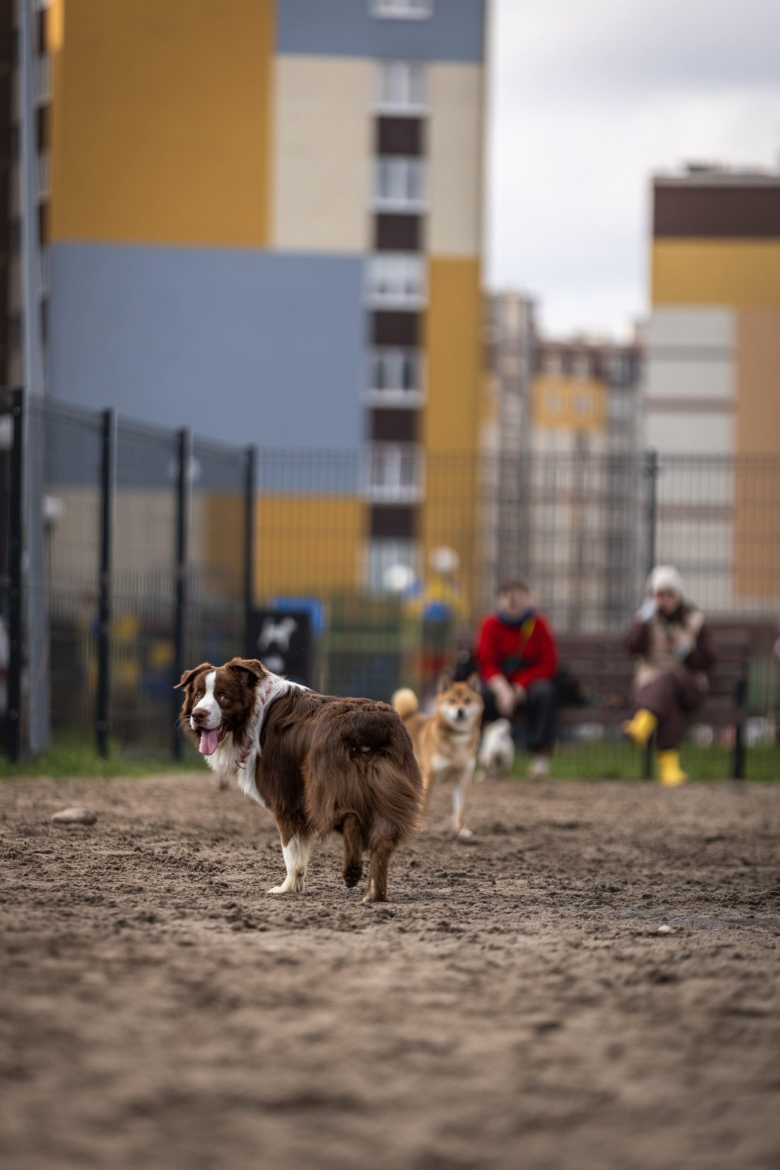 Догтуса 24.03.2024. Ирина Голомб|Фотограф-анималист в  Сочи и Калининграде