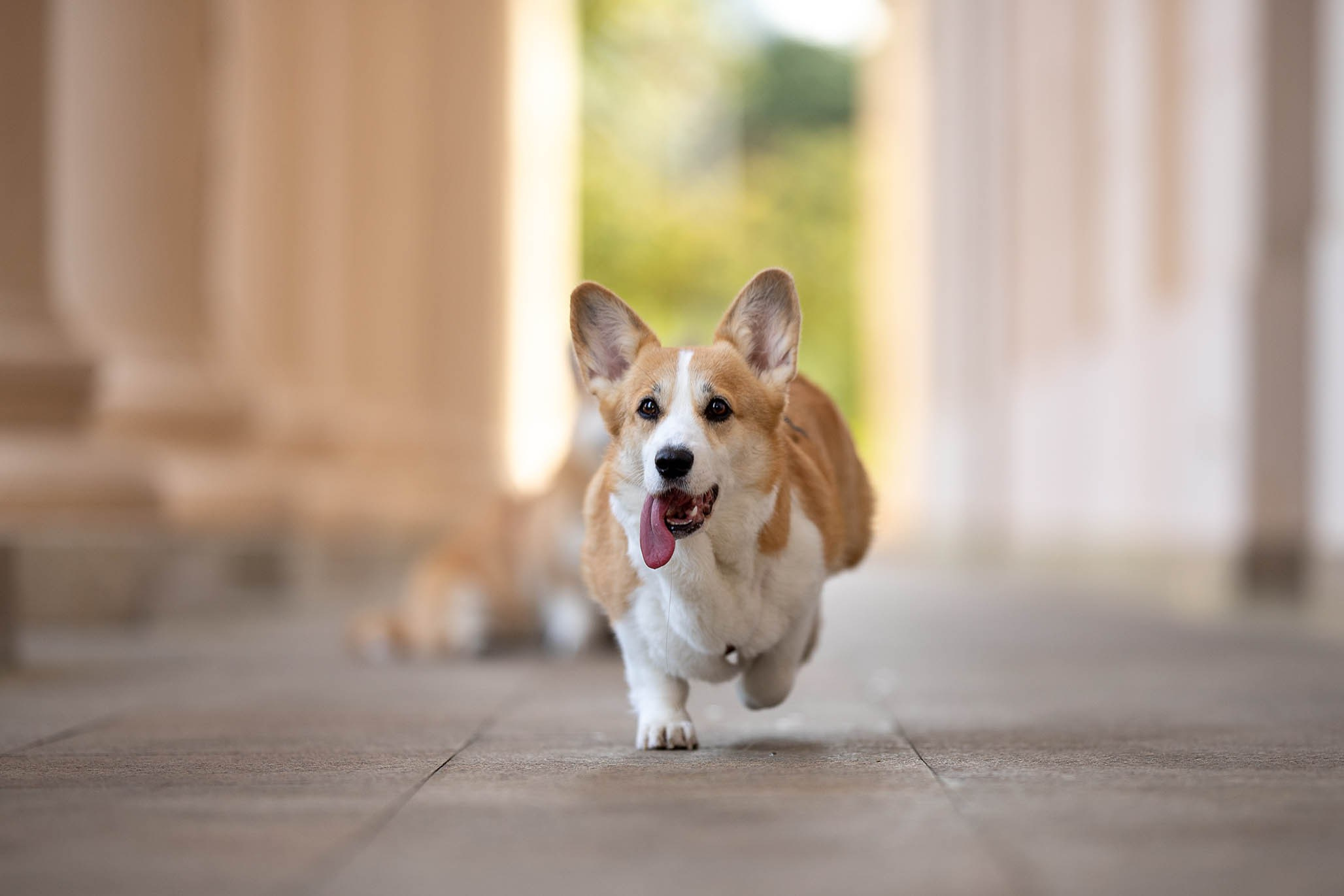 Лиса и Деви, корги. Ирина Голомб|Фотограф-анималист в  Сочи и Калининграде