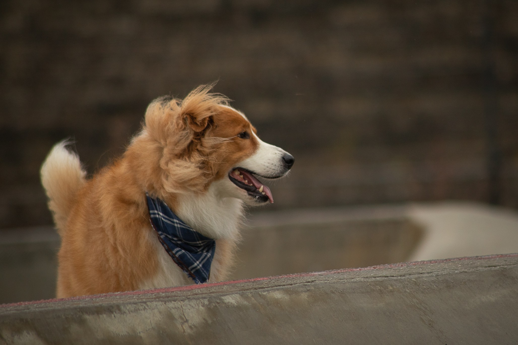 Терри, метис. Ирина Голомб|Фотограф-анималист в  Сочи и Калининграде
